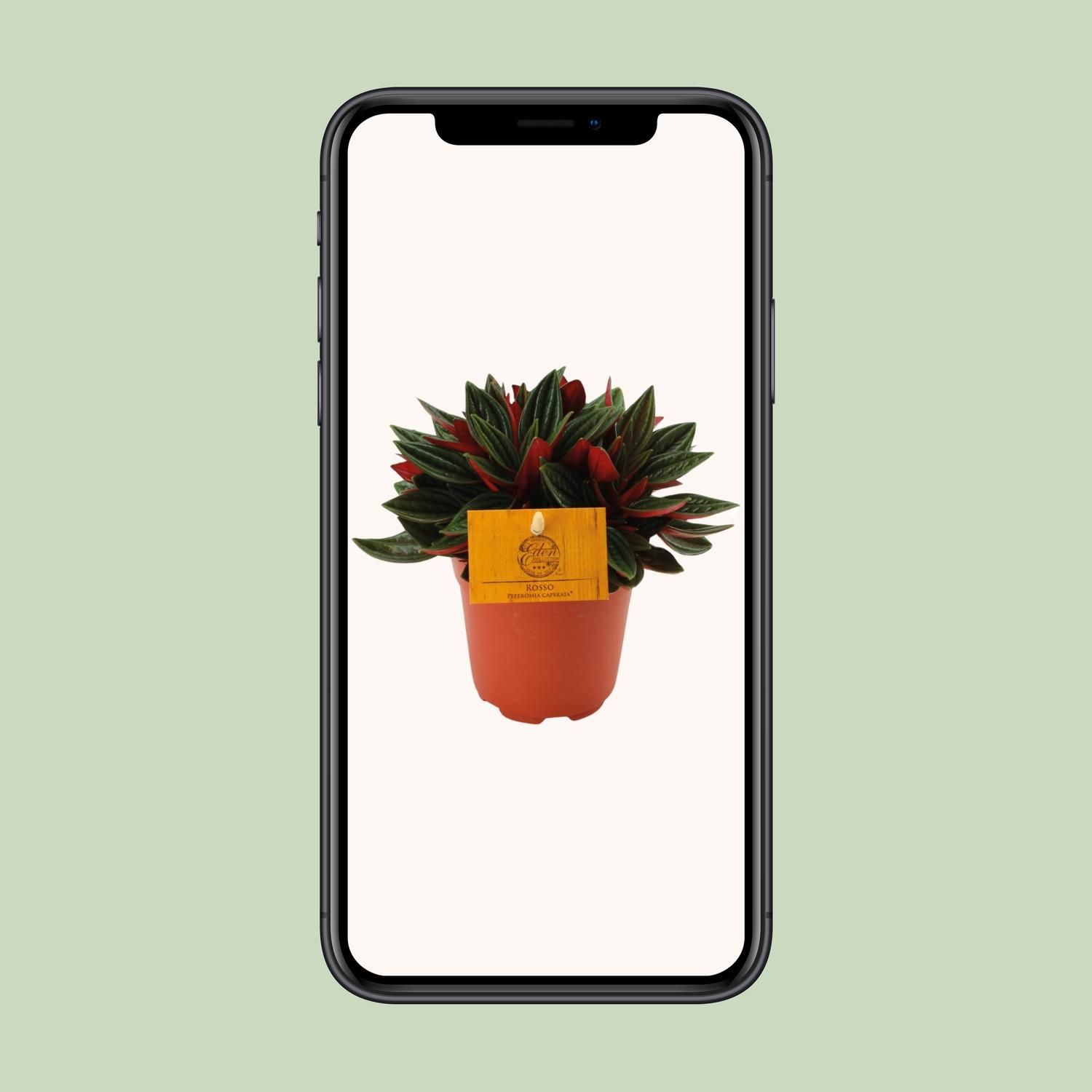 Peperomia Caperata Rosso (16067)