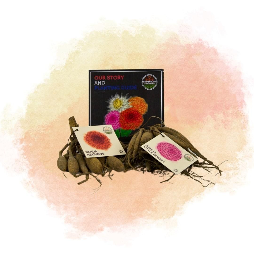 Flowerbulbs amsterdam Mix Outdoor Happiness, Dahlia Little Robert & Dahlia Heatwave, 2 stuks (8720938490514)