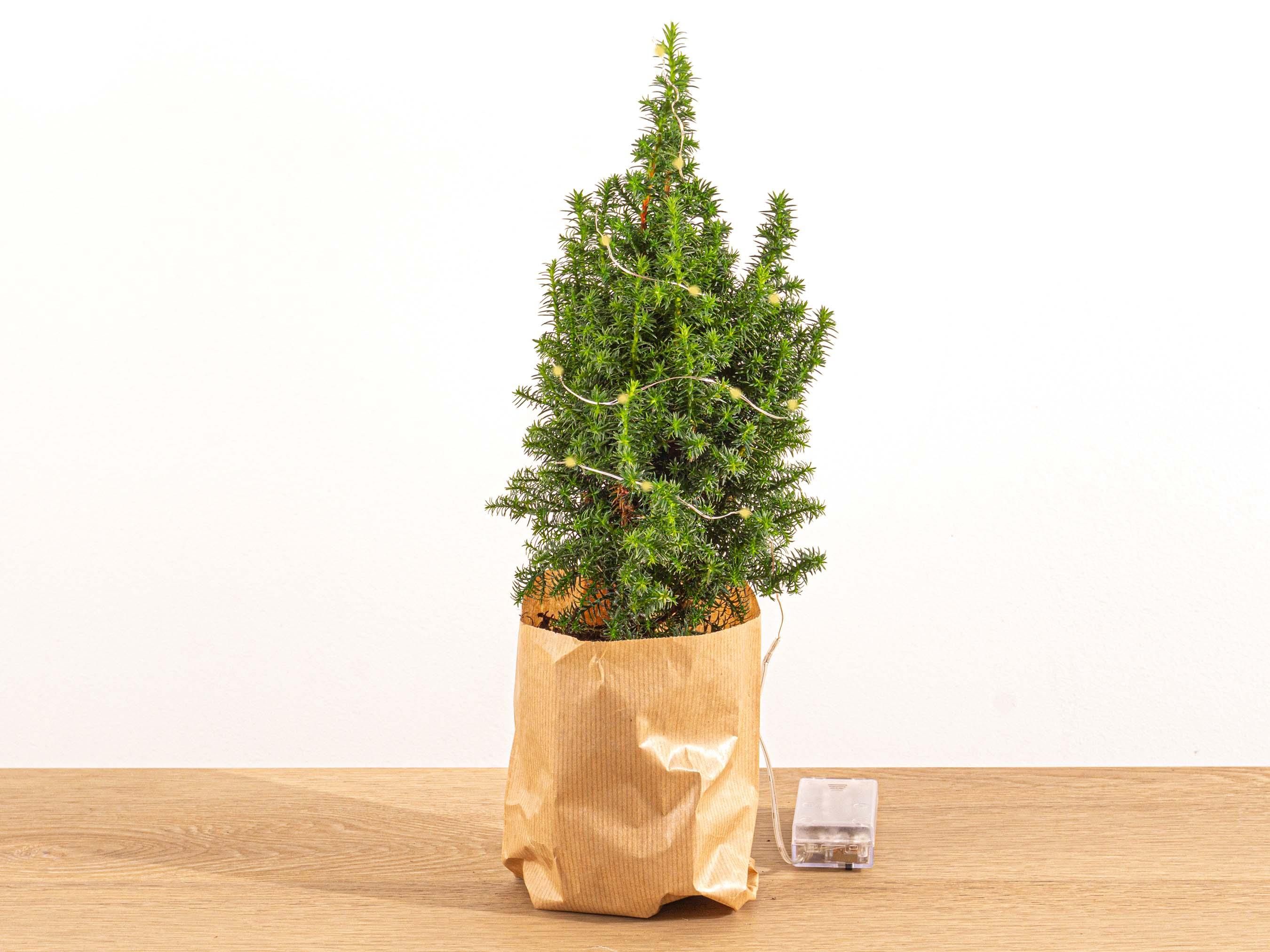 Mini-kerstboom - Chamaecyparis - 25-30 cm hoog + Verlichting (8720872023014)