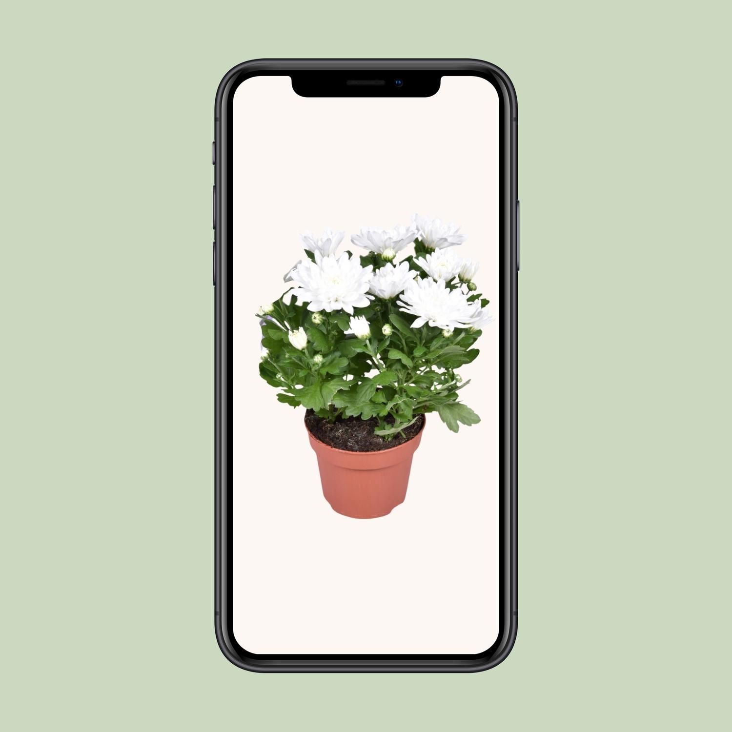 Chrysanthemum Brave (30242)