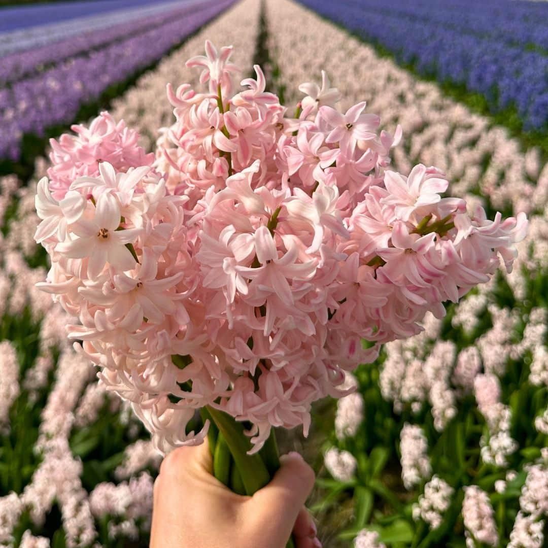 Flowerbulbs amsterdam China Pink- 10 bloembollen - Maat 14/15 (8720938490040)