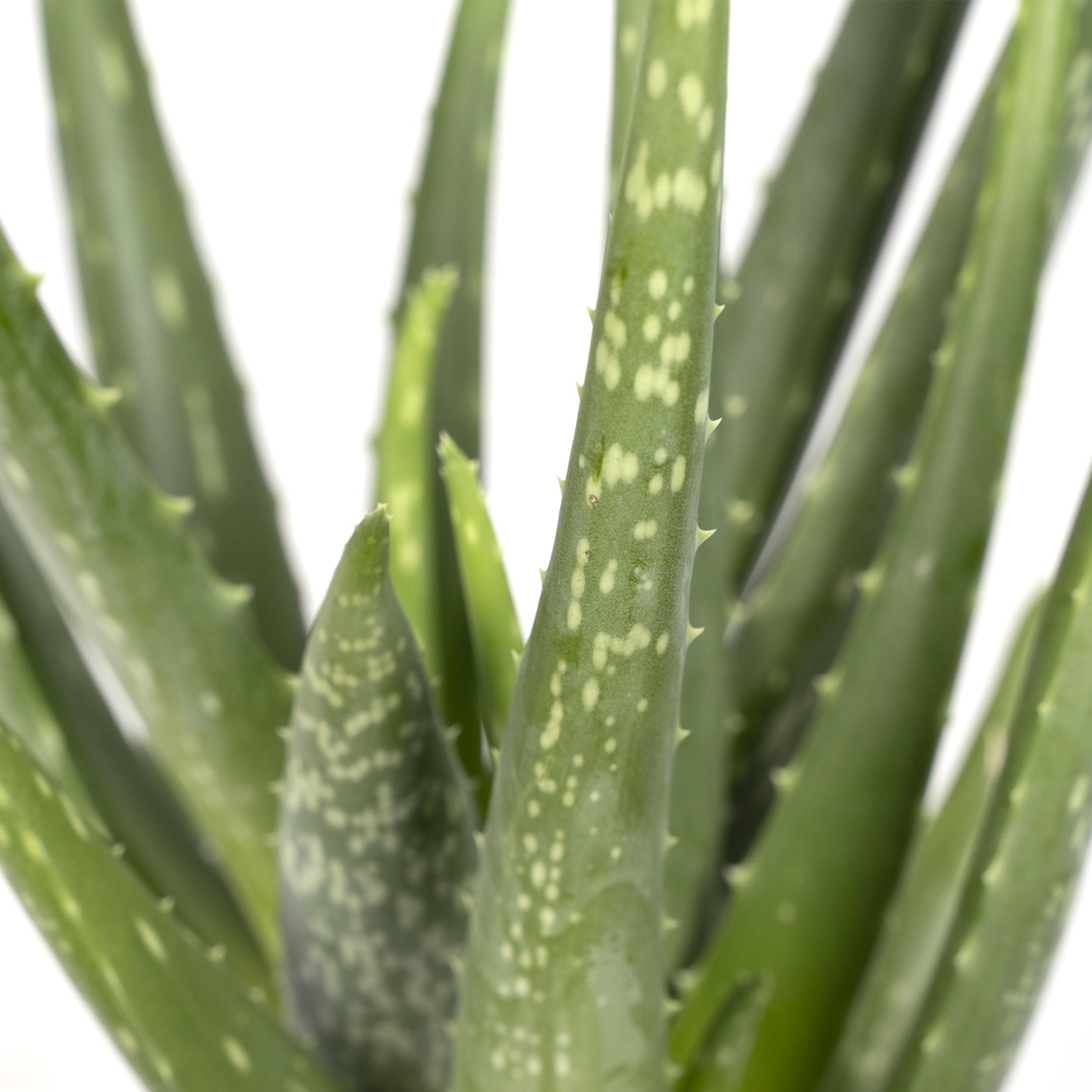 Aloe vera - - Ø12 - ↨40cm (8720634284134)