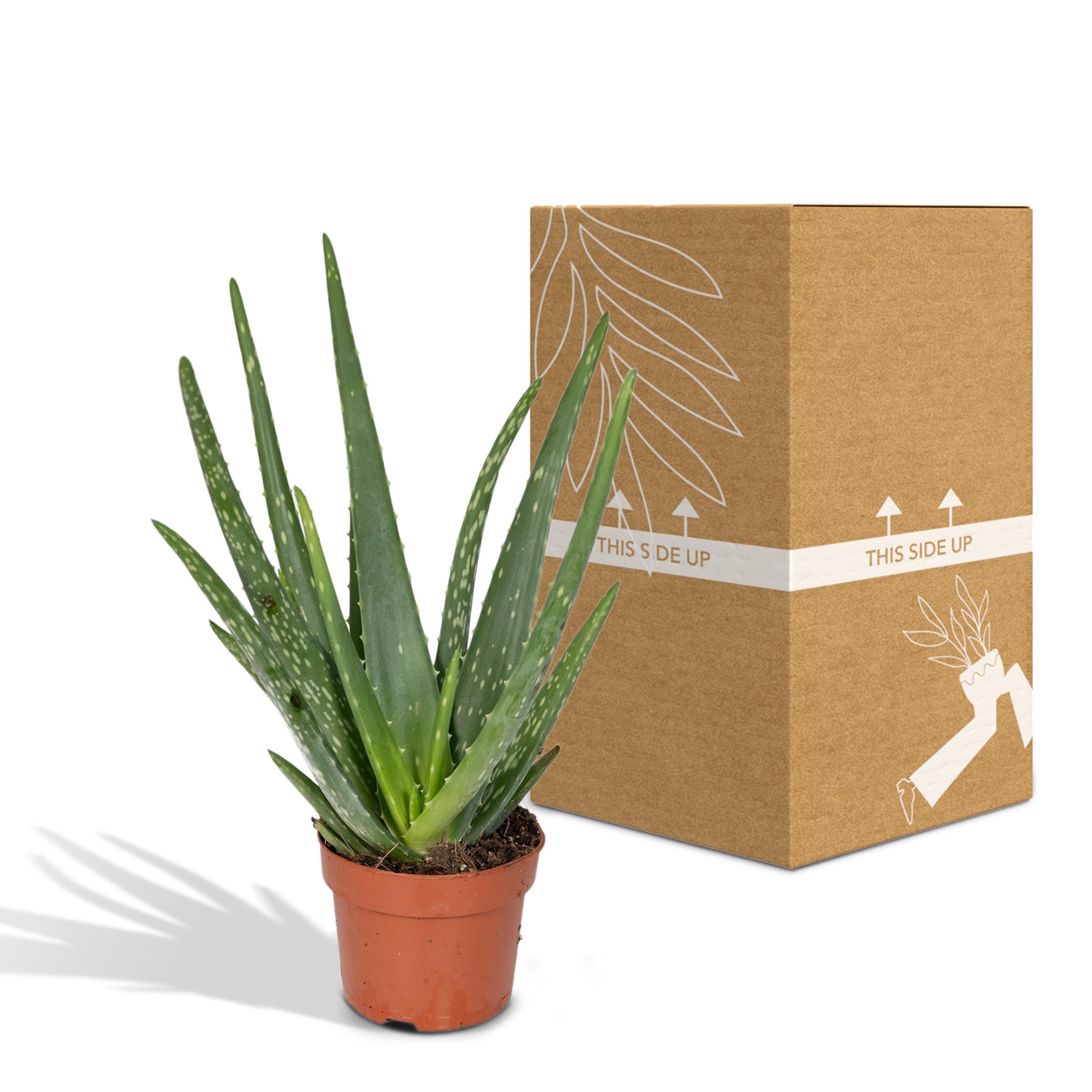 Aloe vera - - Ø12 - ↨40cm (8720634284134)