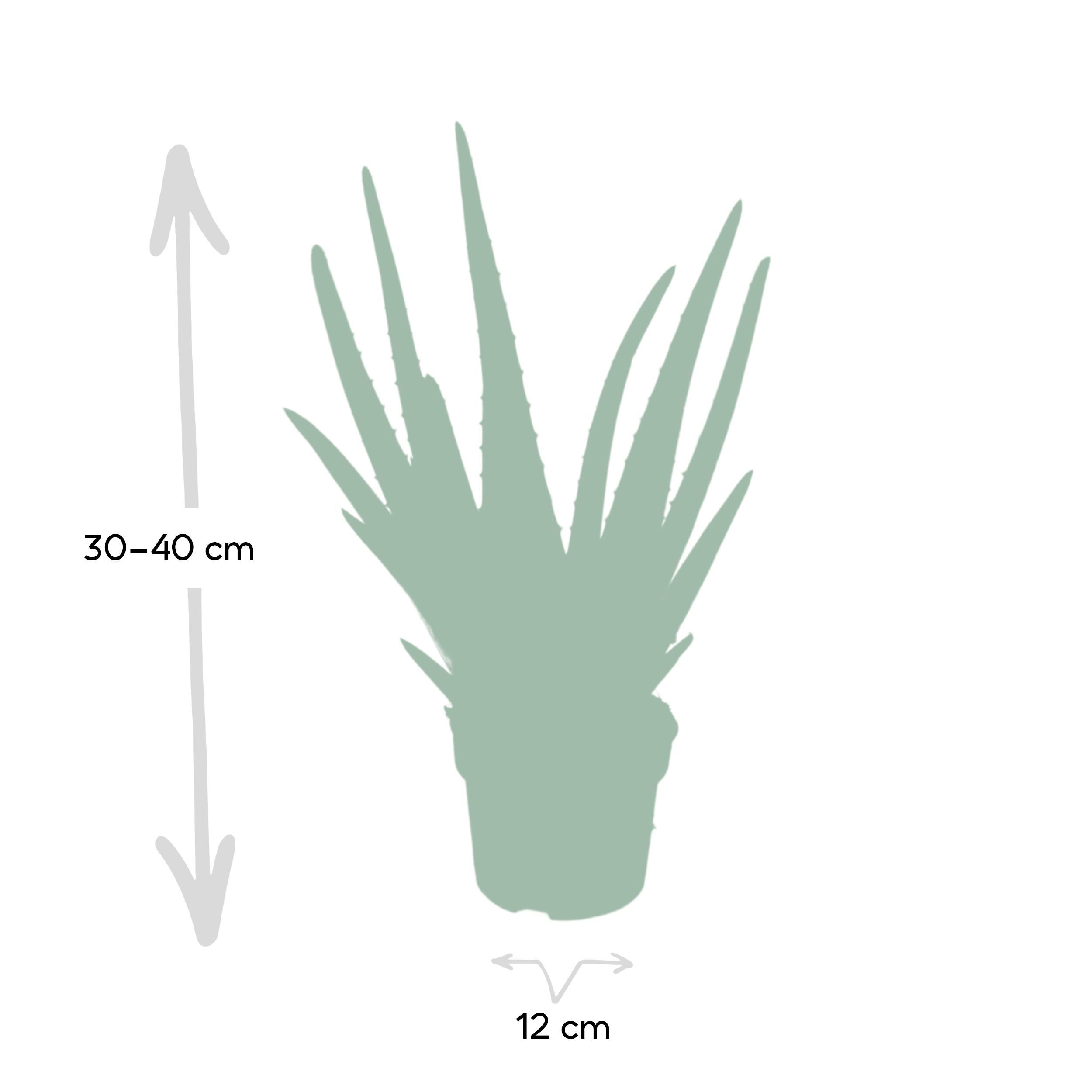 Aloe vera - - Ø12 - ↨40cm (8720634284134)
