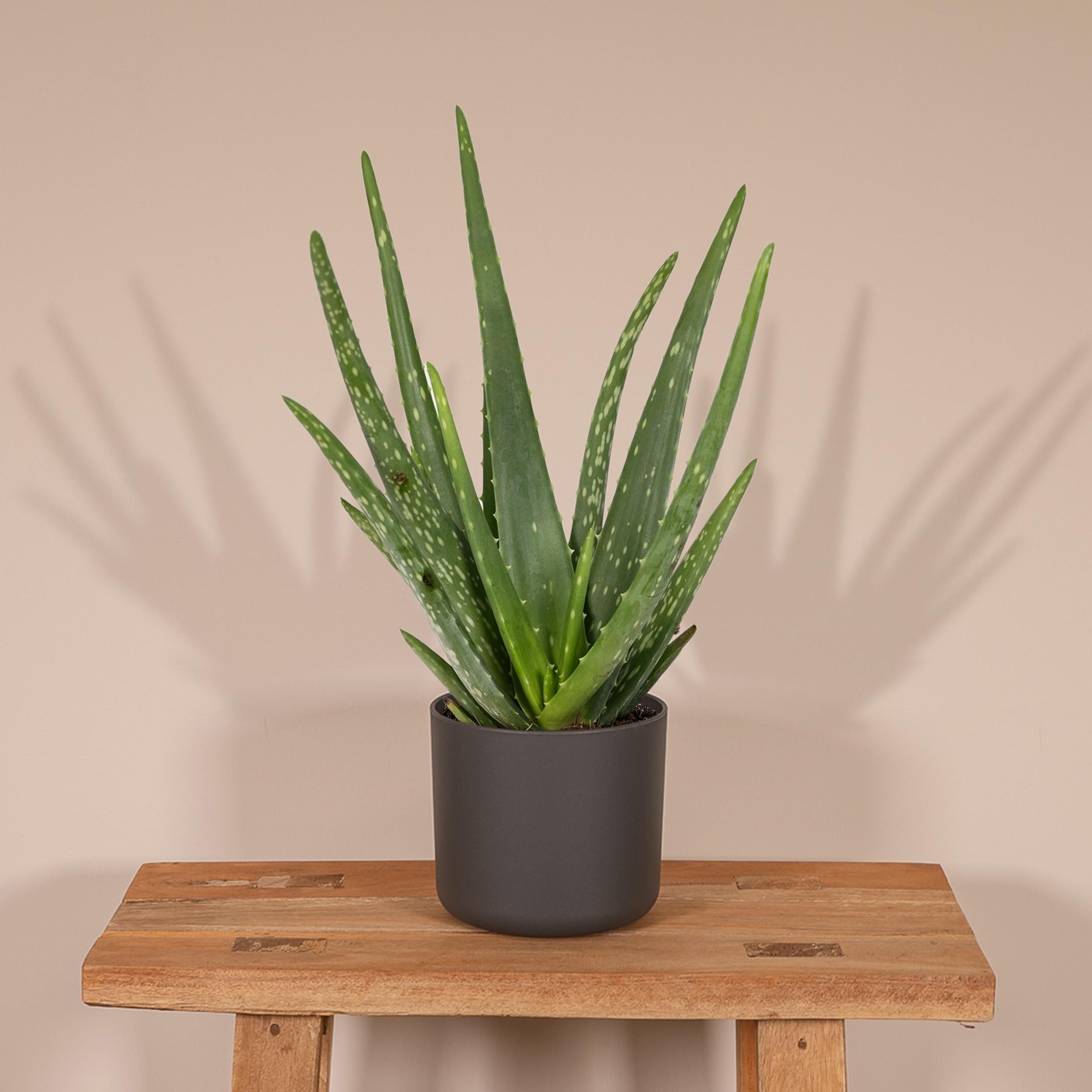 Aloe vera - - Ø12 - ↨40cm (8720634284134)
