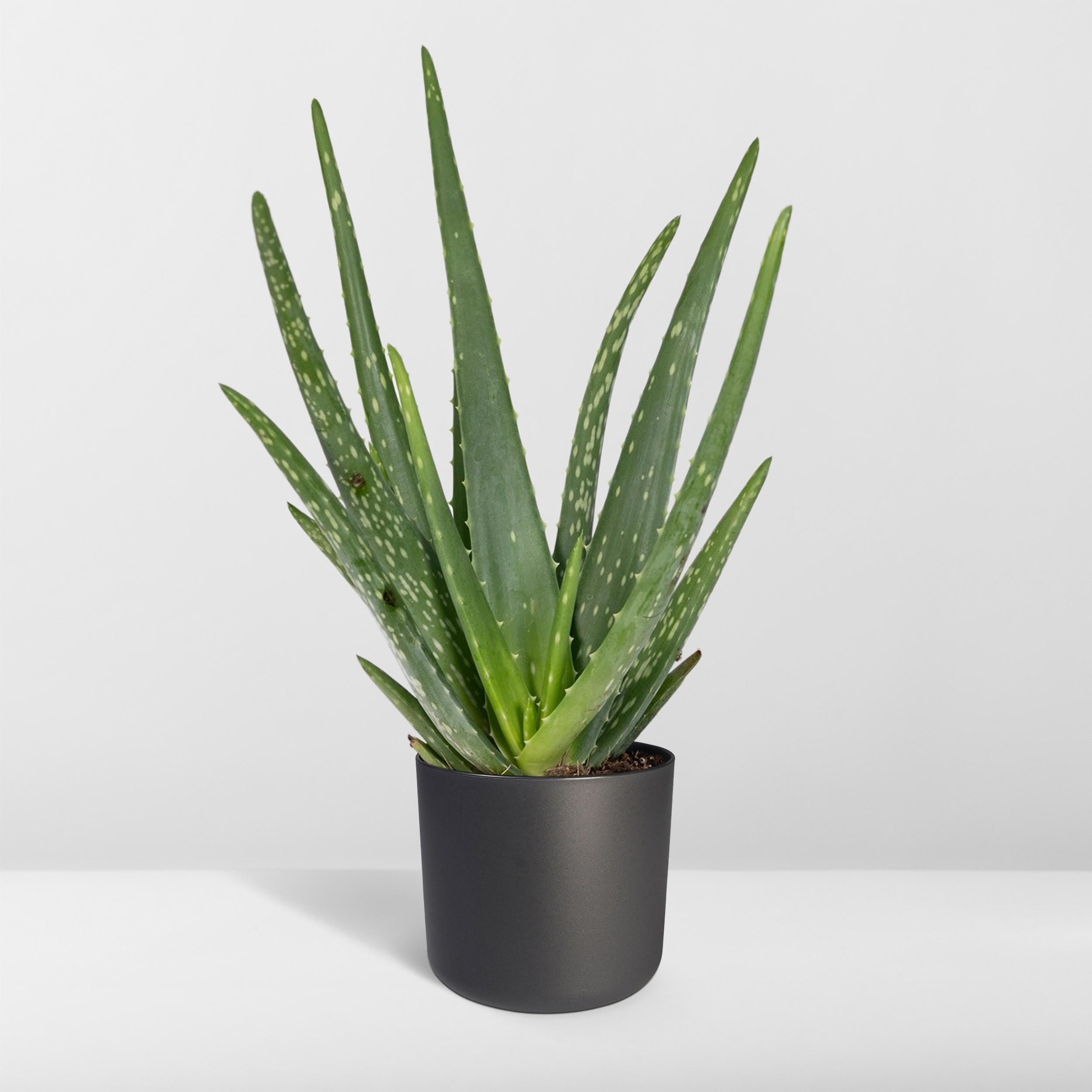 Aloe vera - - Ø12 - ↨40cm (8720634284134)