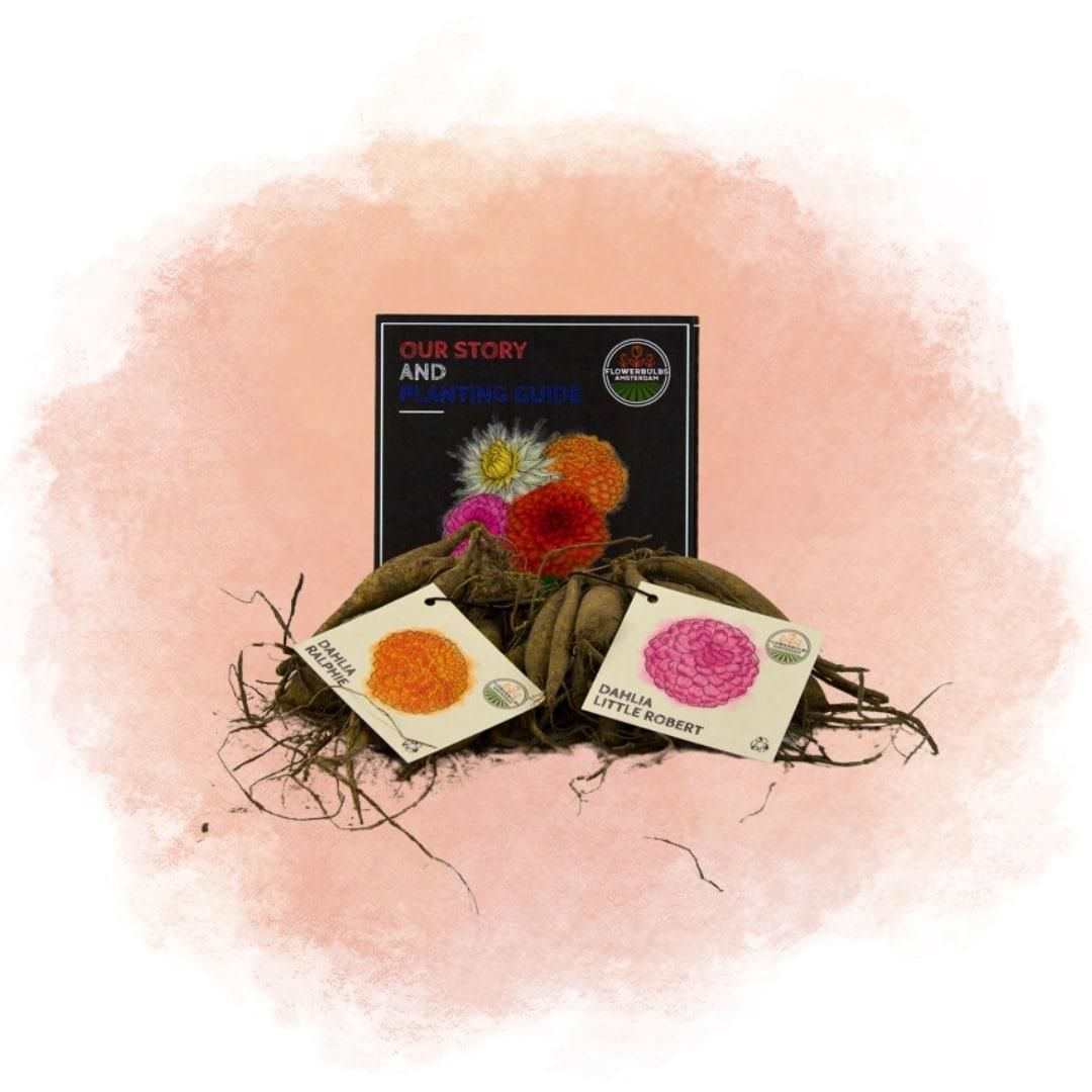 Flowerbulbs amsterdam Mix Pompon Splash, Dahlia Little Robert & Dahlia Ralphie, 2 stuks (8720938490491)