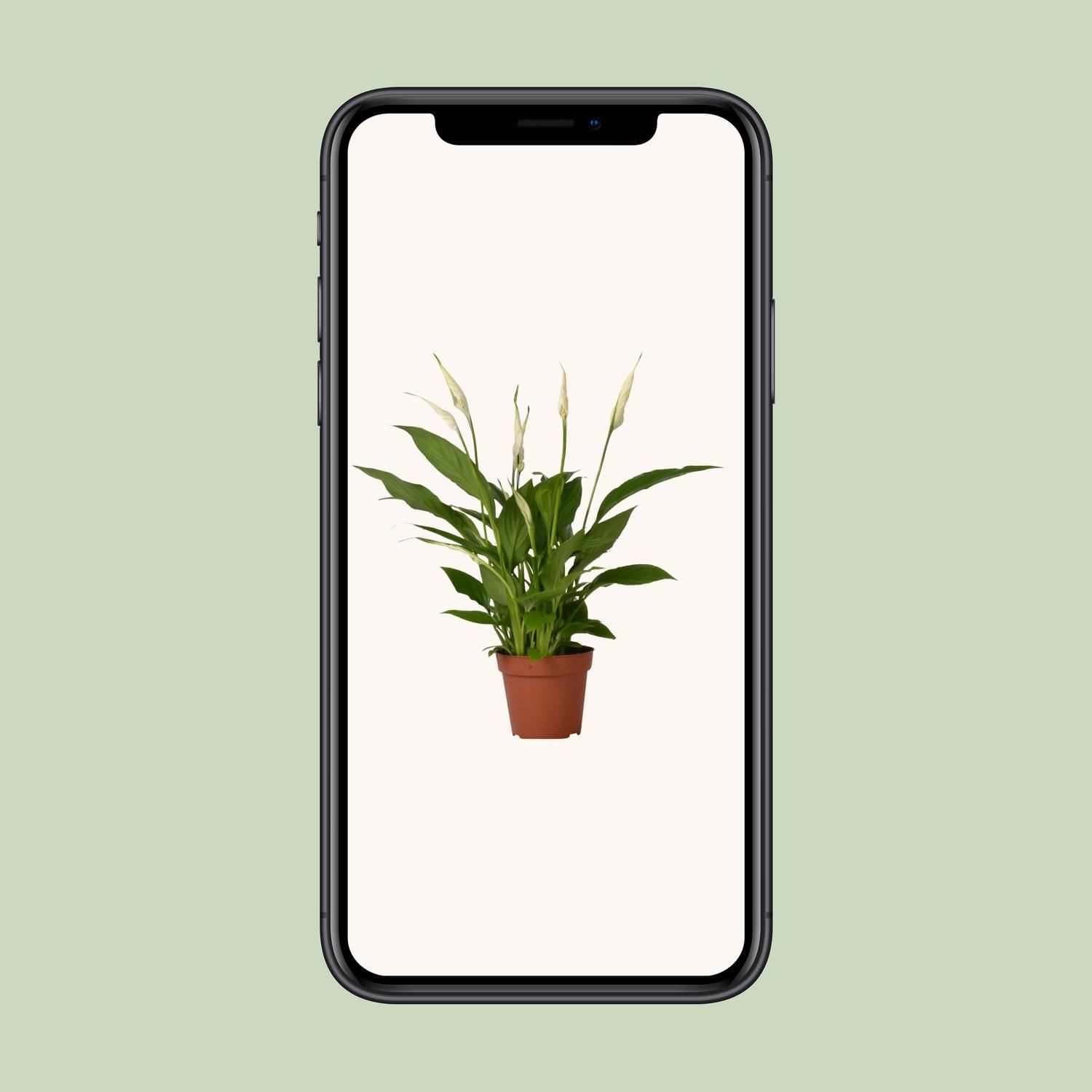 Spathiphyllum Bingo Cupido (8720634285322)