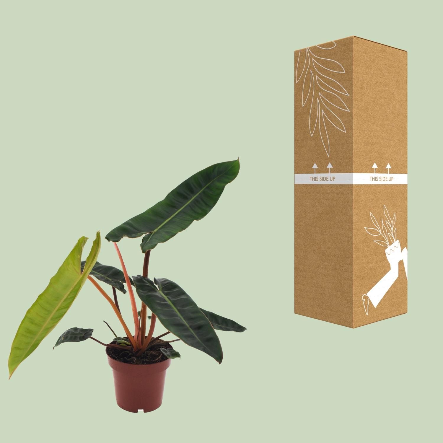 Philodendron Billietiae (11147)