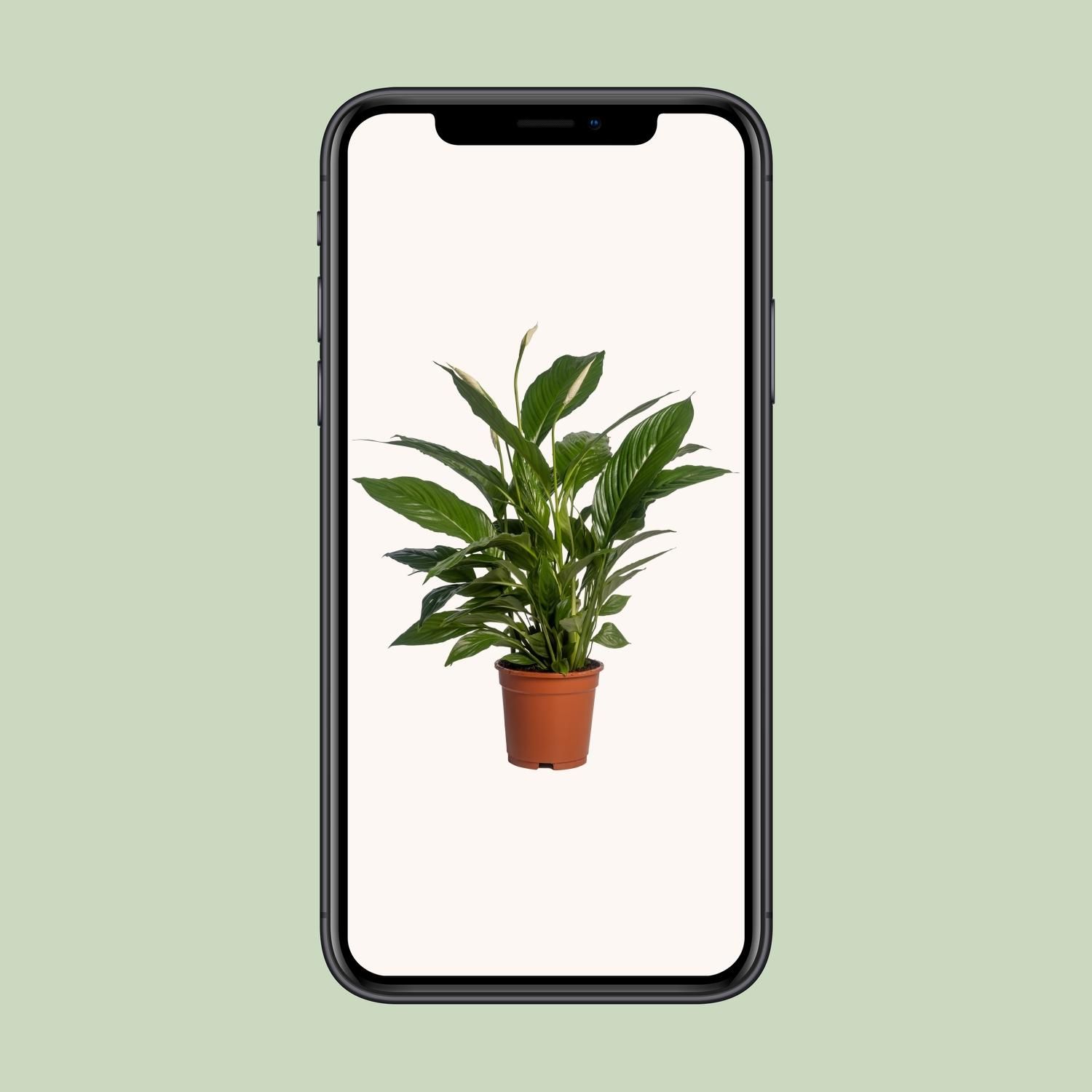 Spathiphyllum Vivaldi (12232)