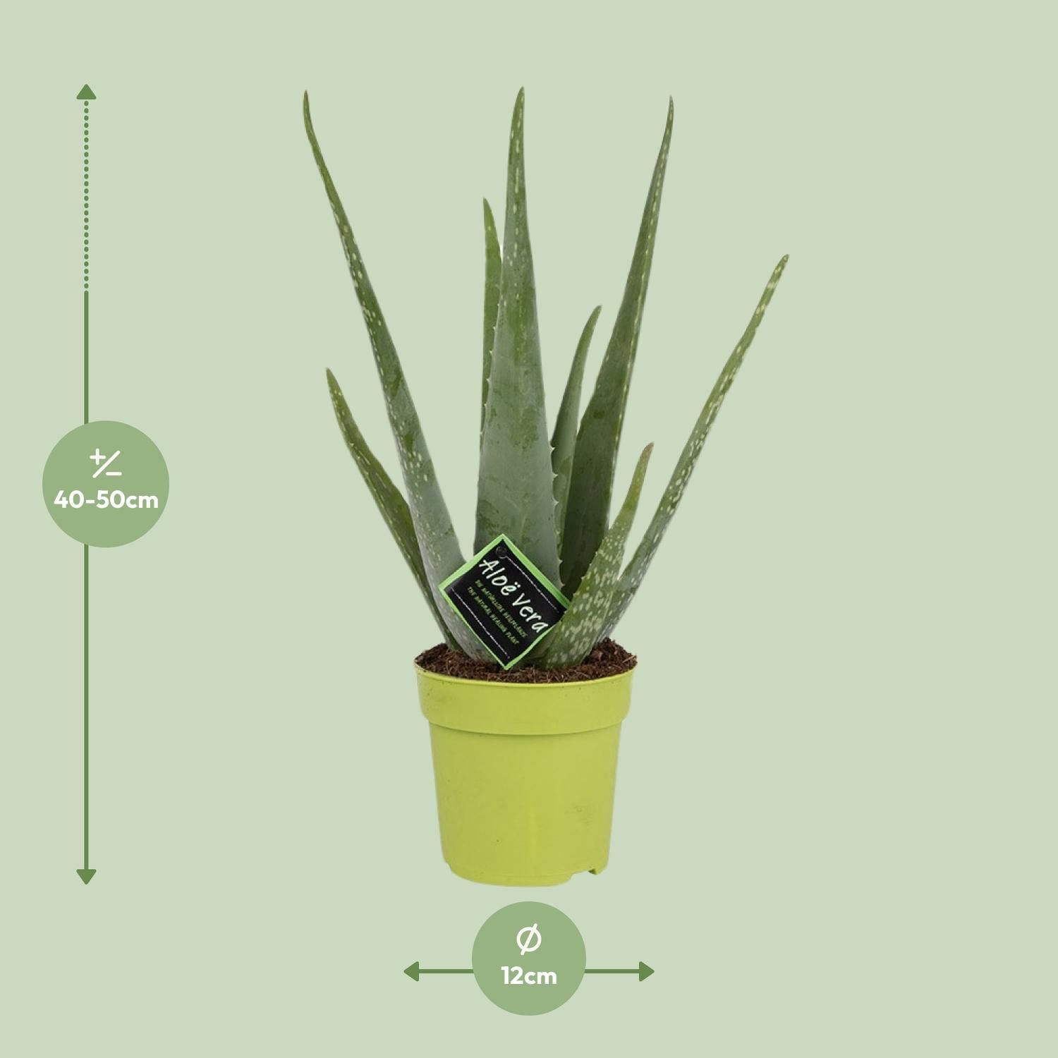 Aloe Vera (11072)