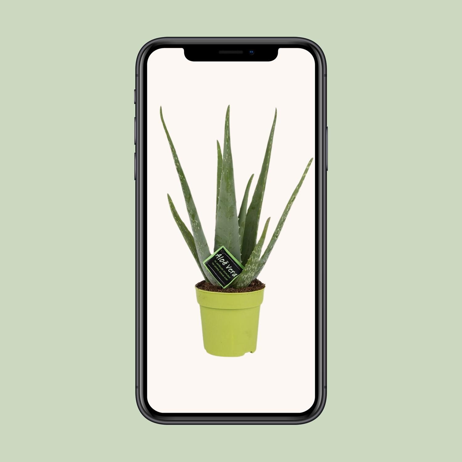 Aloe Vera (11072)