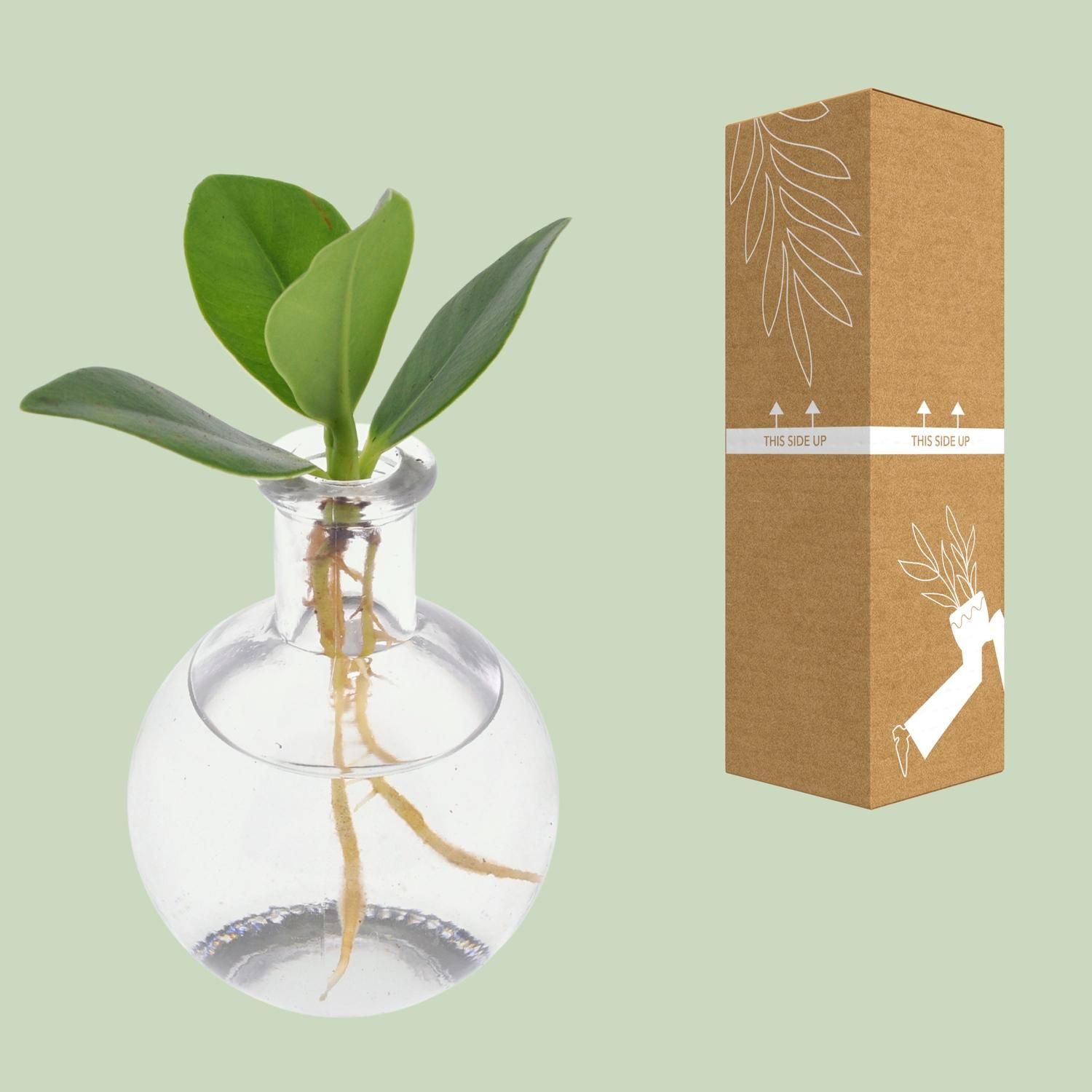 Clusia In Samoa Glas (11191)