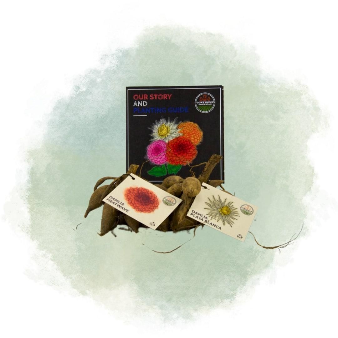 Flowerbulbs amsterdam Mix Romantic beauties, Dahlia Playa Blanca & Dahlia Heatwave, 2 stuks (8720938490507)