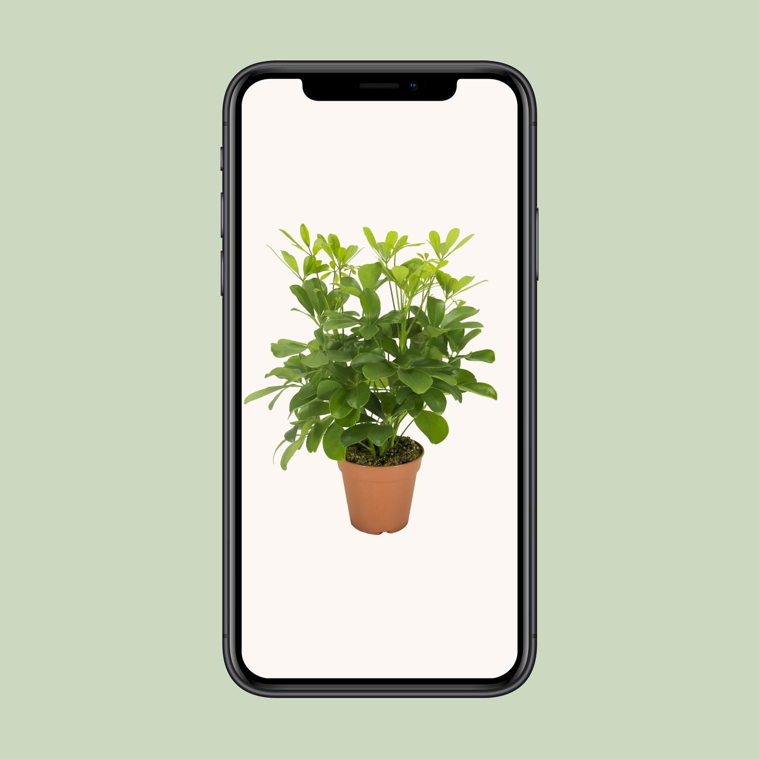 Schefflera Nora (16569)