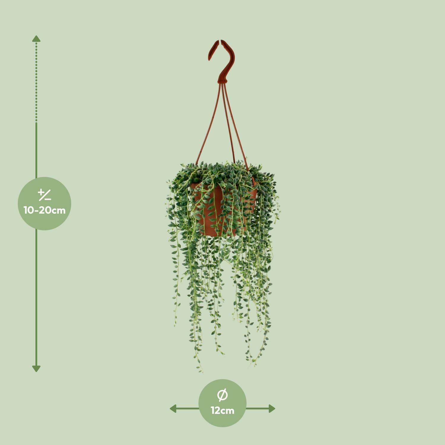 Senecio Herreianus (12406)