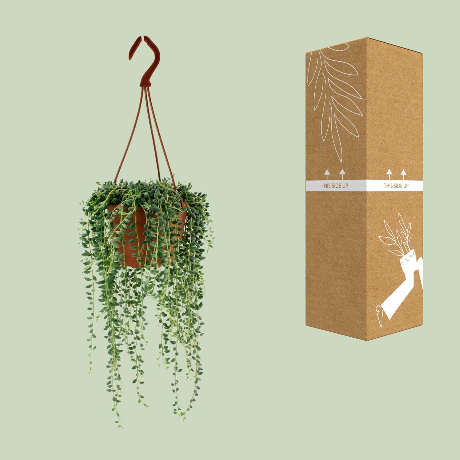 Senecio Herreianus (12406)