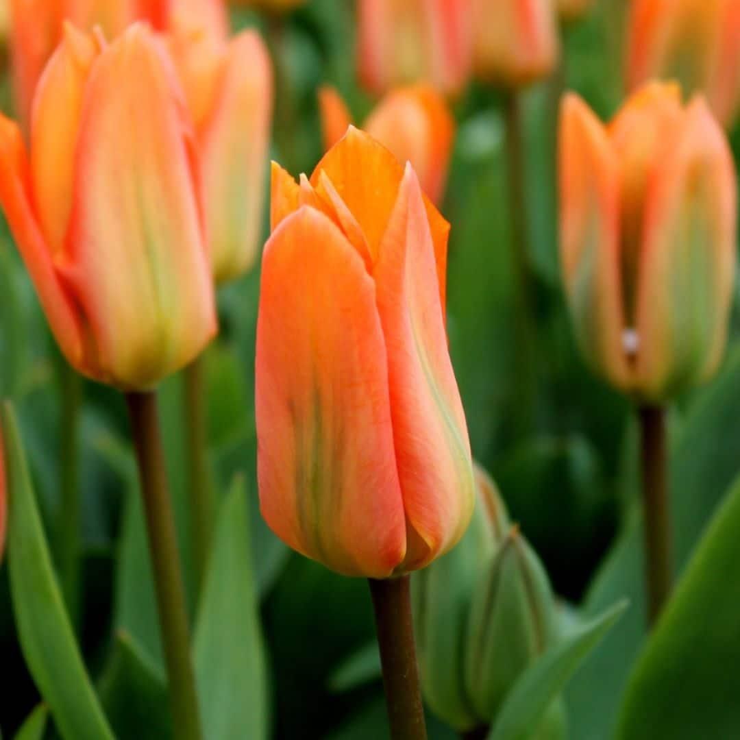 Flowerbulbs amsterdam Orange Emperor - 15 bloembollen - Maat 12+ (8720938490149)