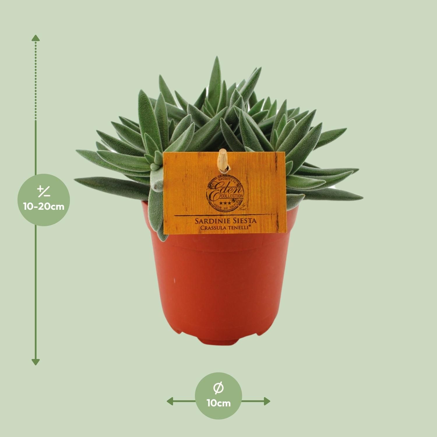 Crassula Tenelli (16079)