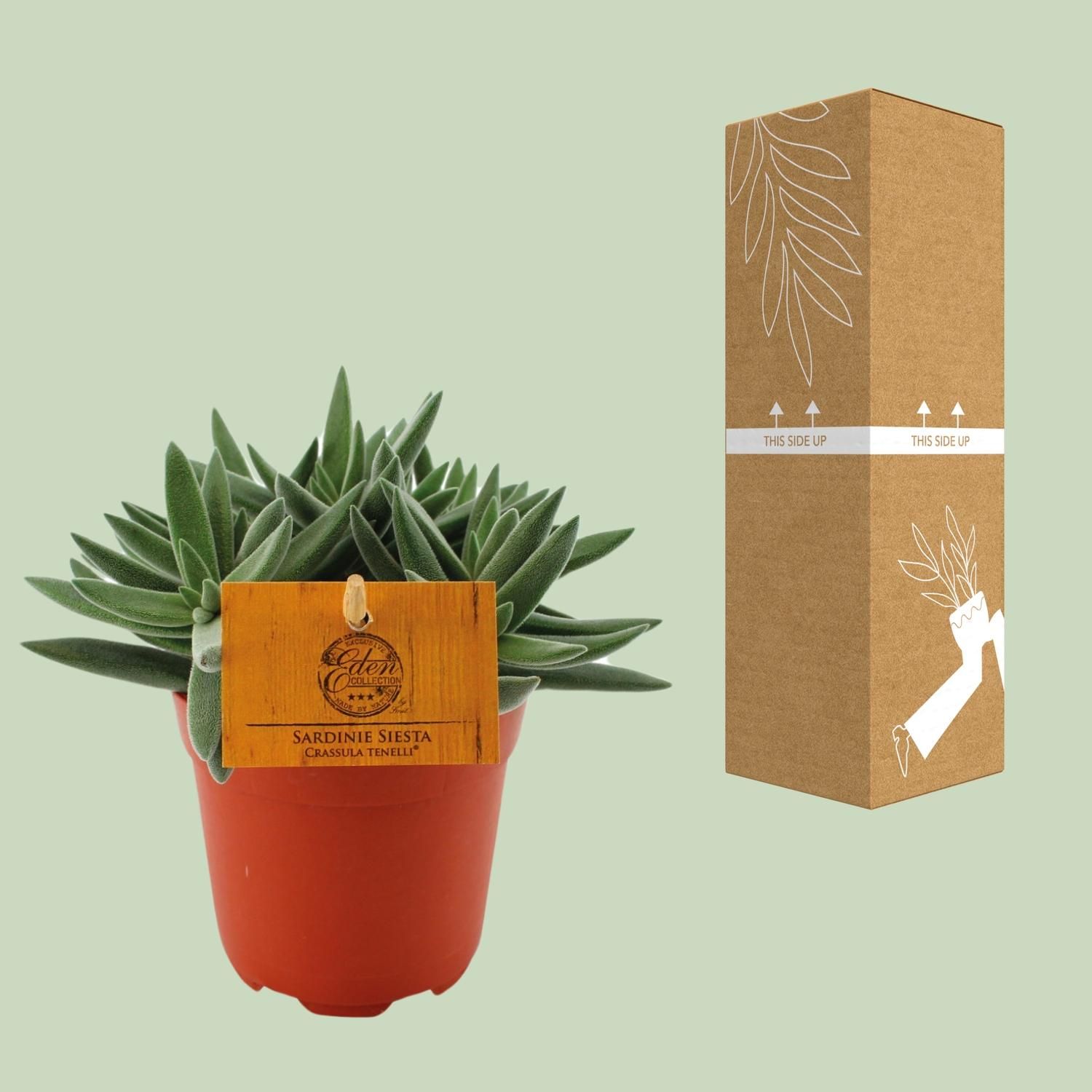 Crassula Tenelli (16079)