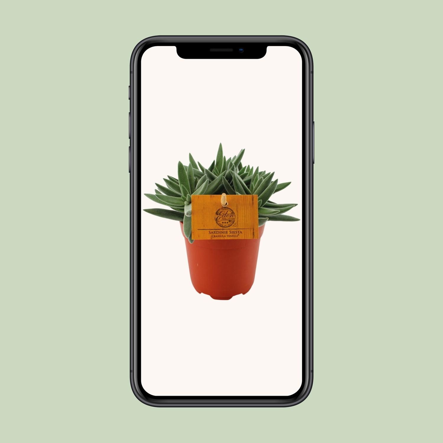 Crassula Tenelli (16079)