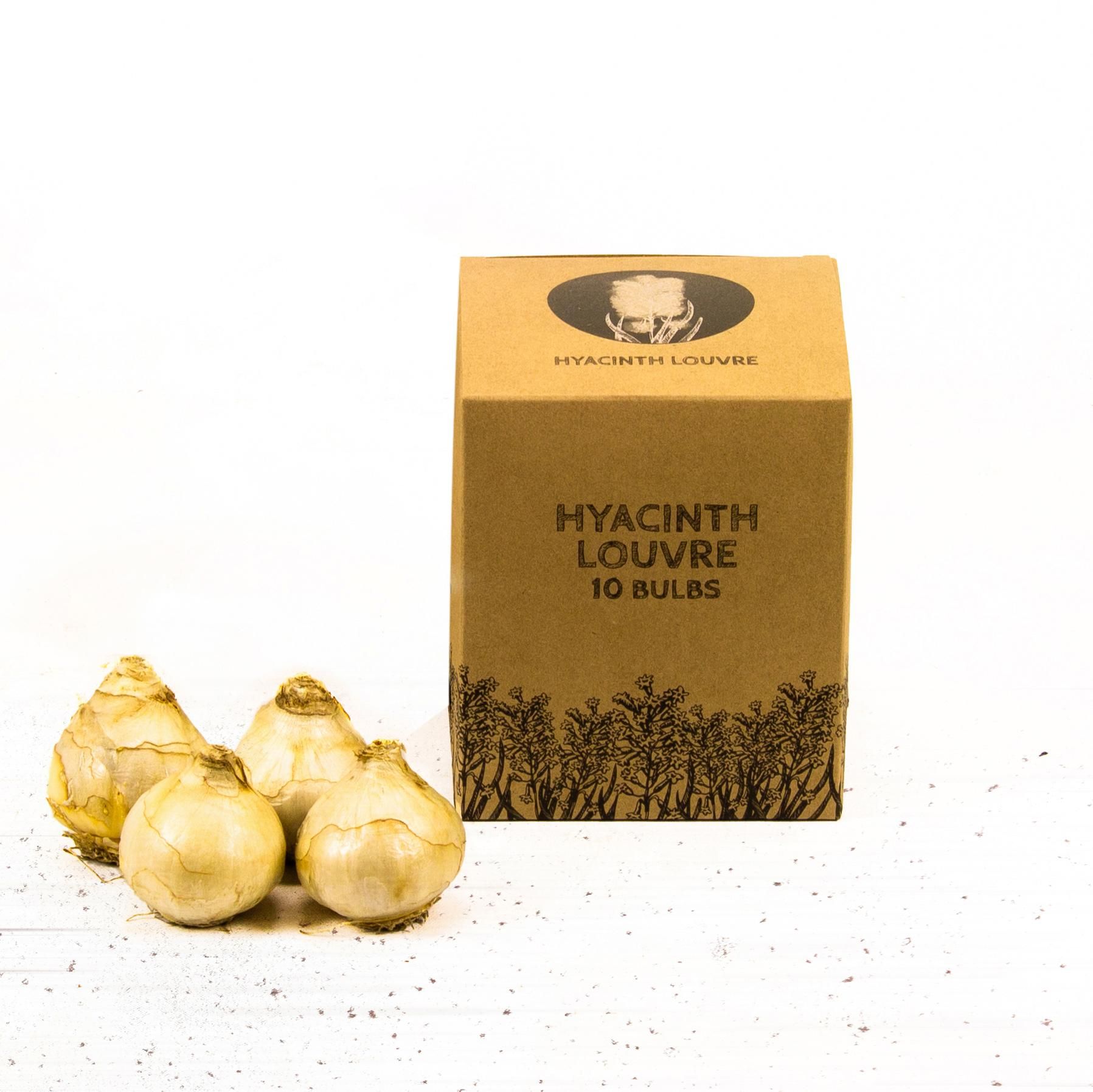 Flowerbulbs amsterdam Louvre - 10 bloembollen - Maat 14/15 (8720938490033)