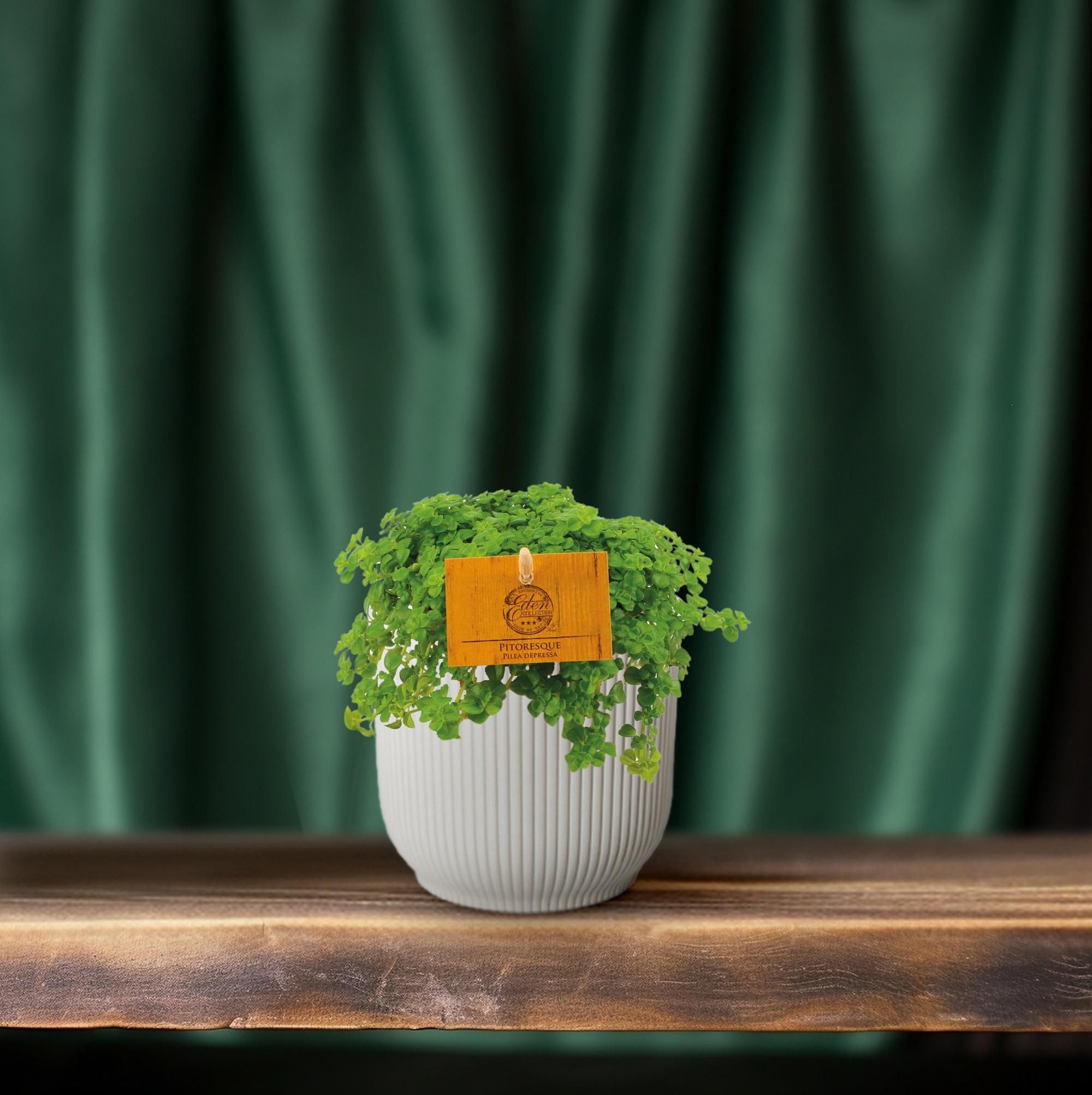 Pilea Depressa (30289)