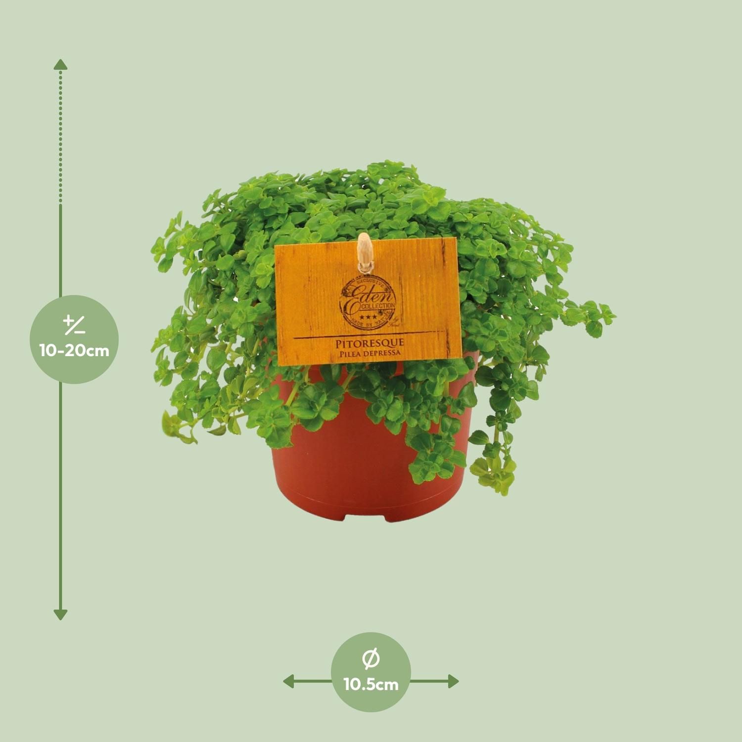 Pilea Depressa (30289)