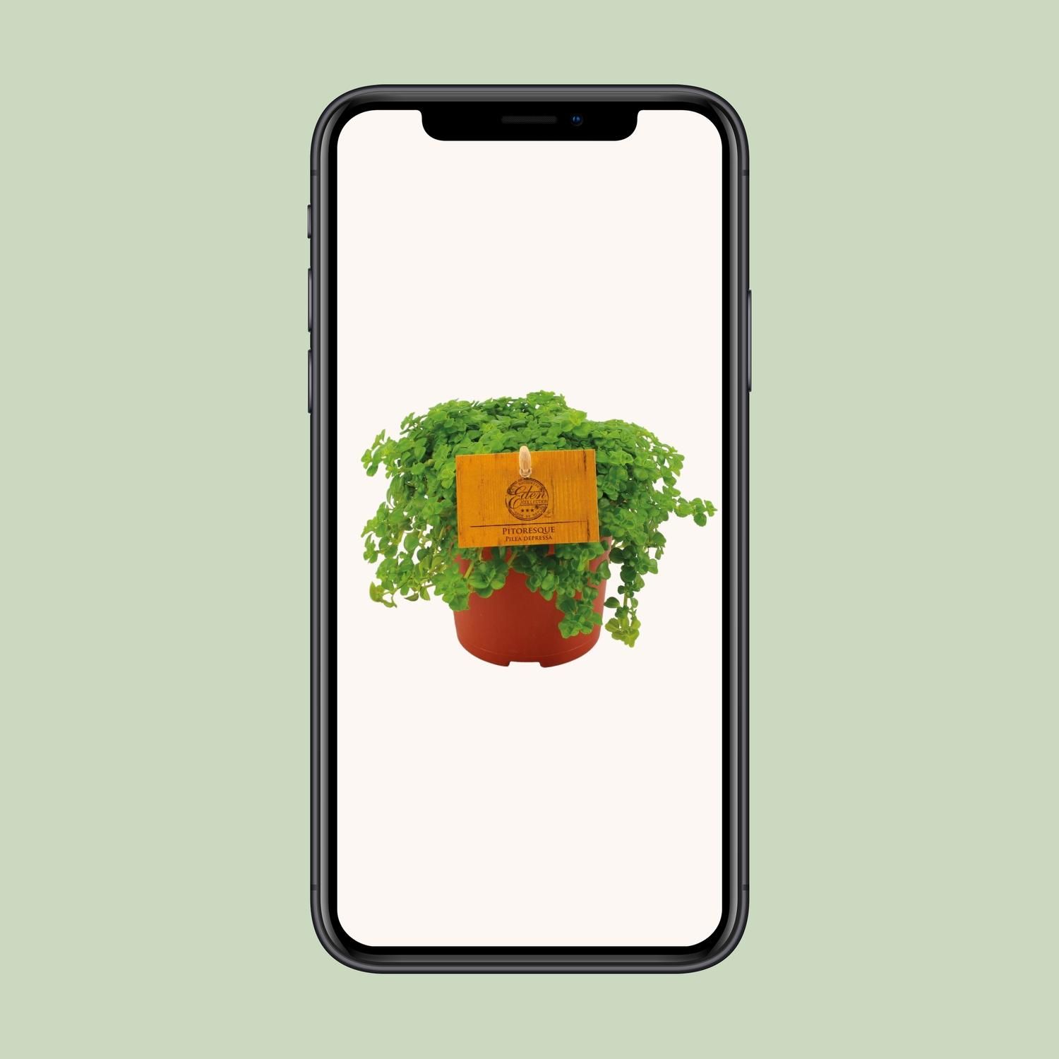 Pilea Depressa (30289)