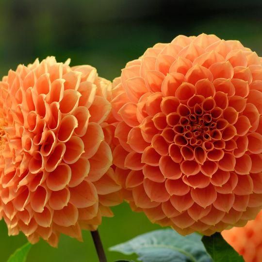 Flowerbulbs amsterdam Dahlia Ralphie, Glinsterende Oranje Bloemen (8720938490439)