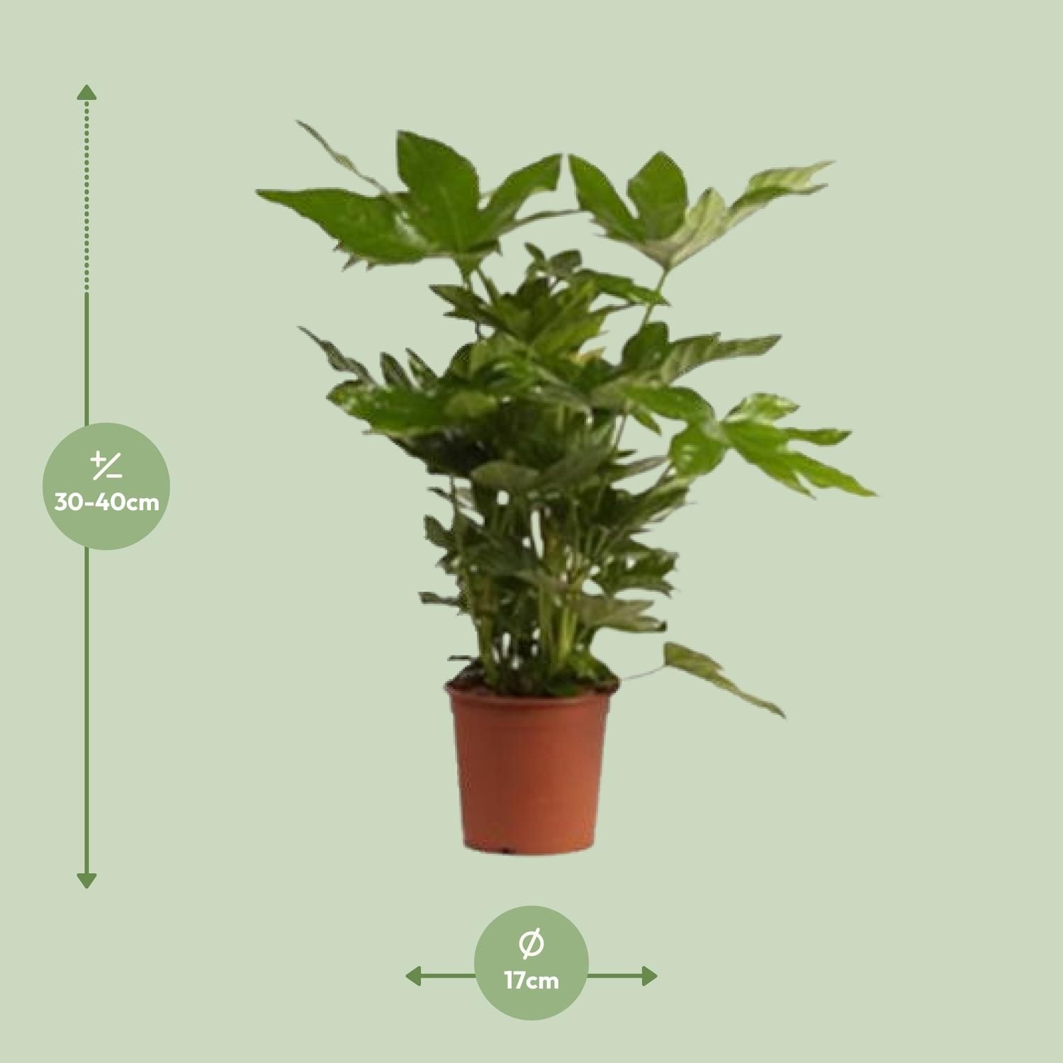 Fatsia Japonica (27982)