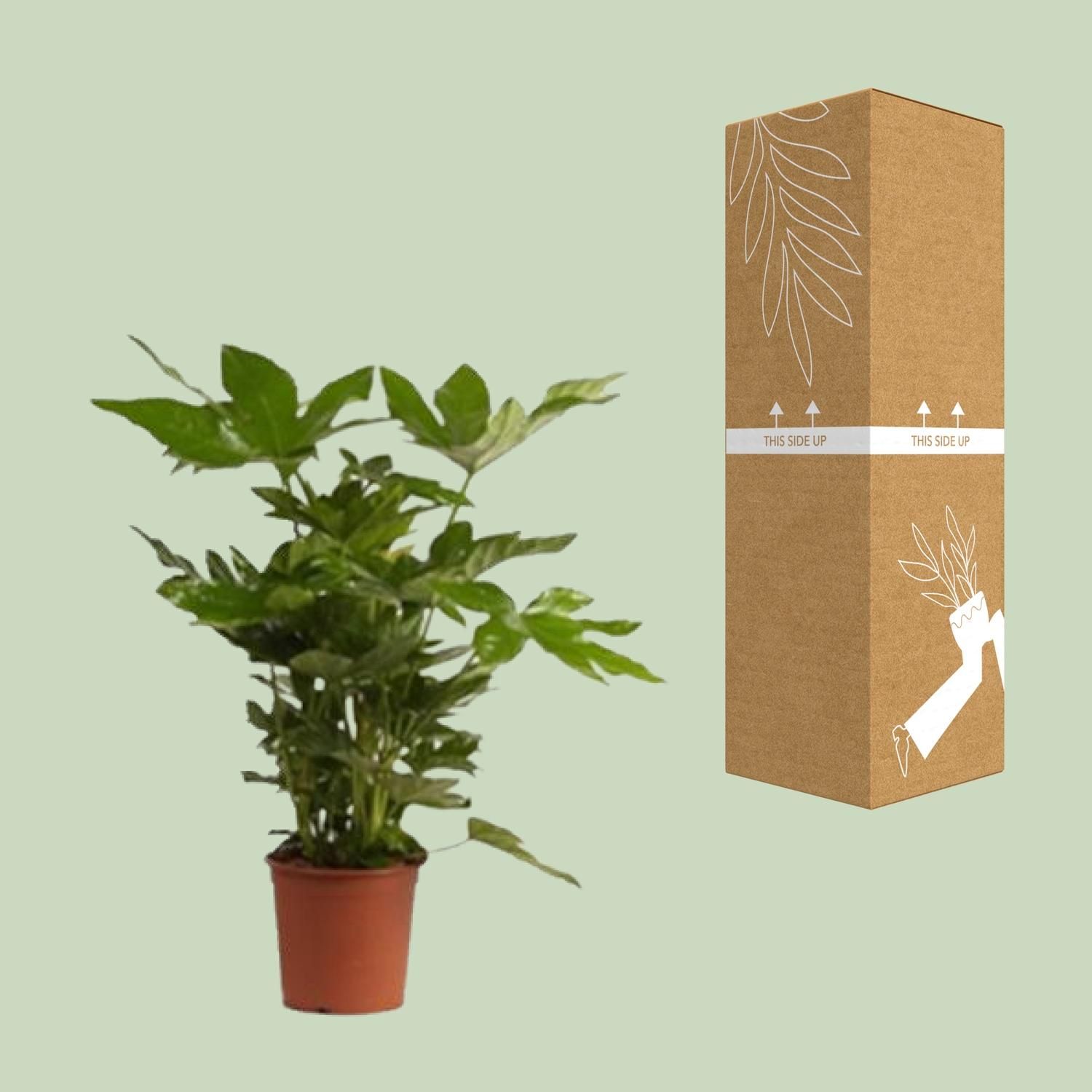 Fatsia Japonica (27982)