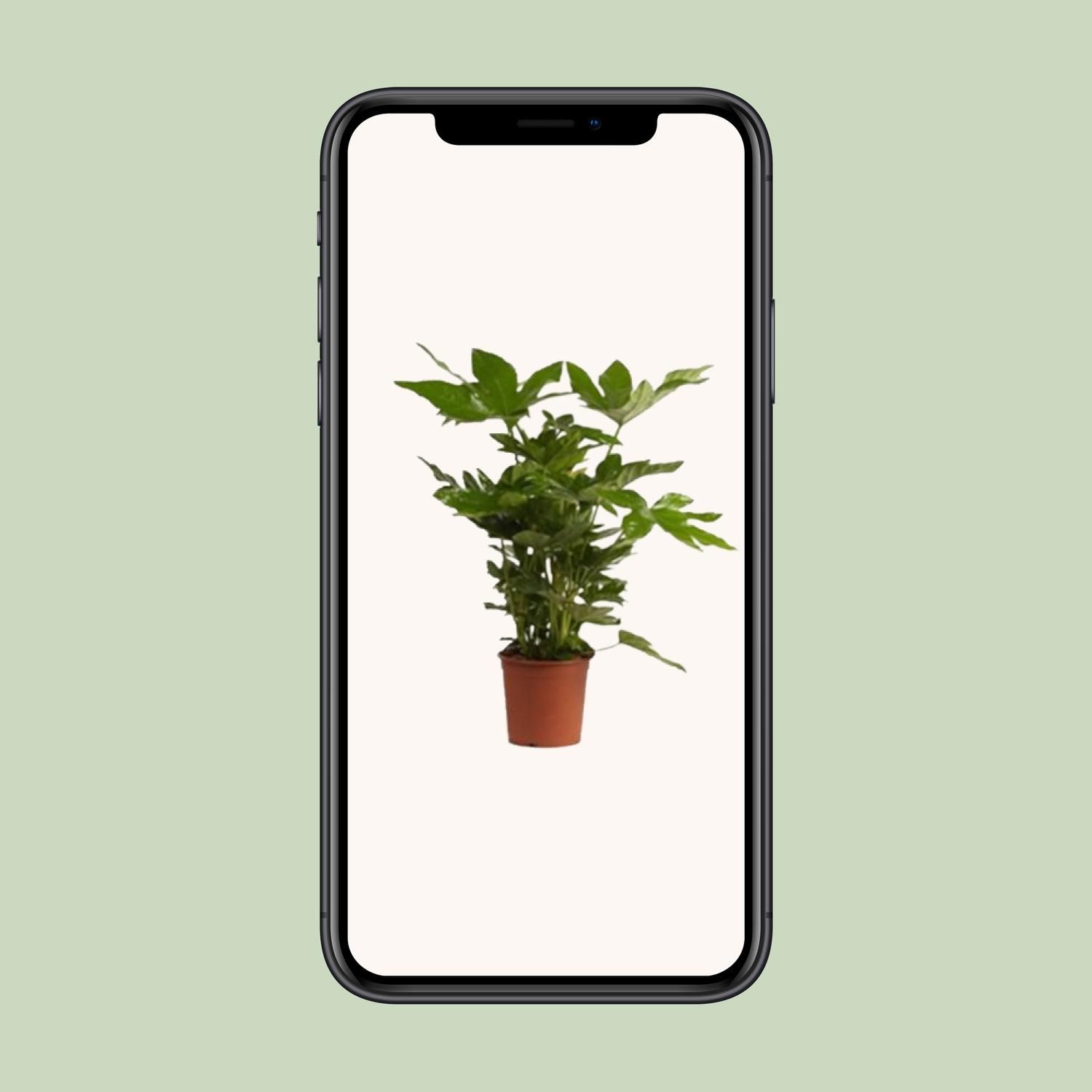 Fatsia Japonica (27982)