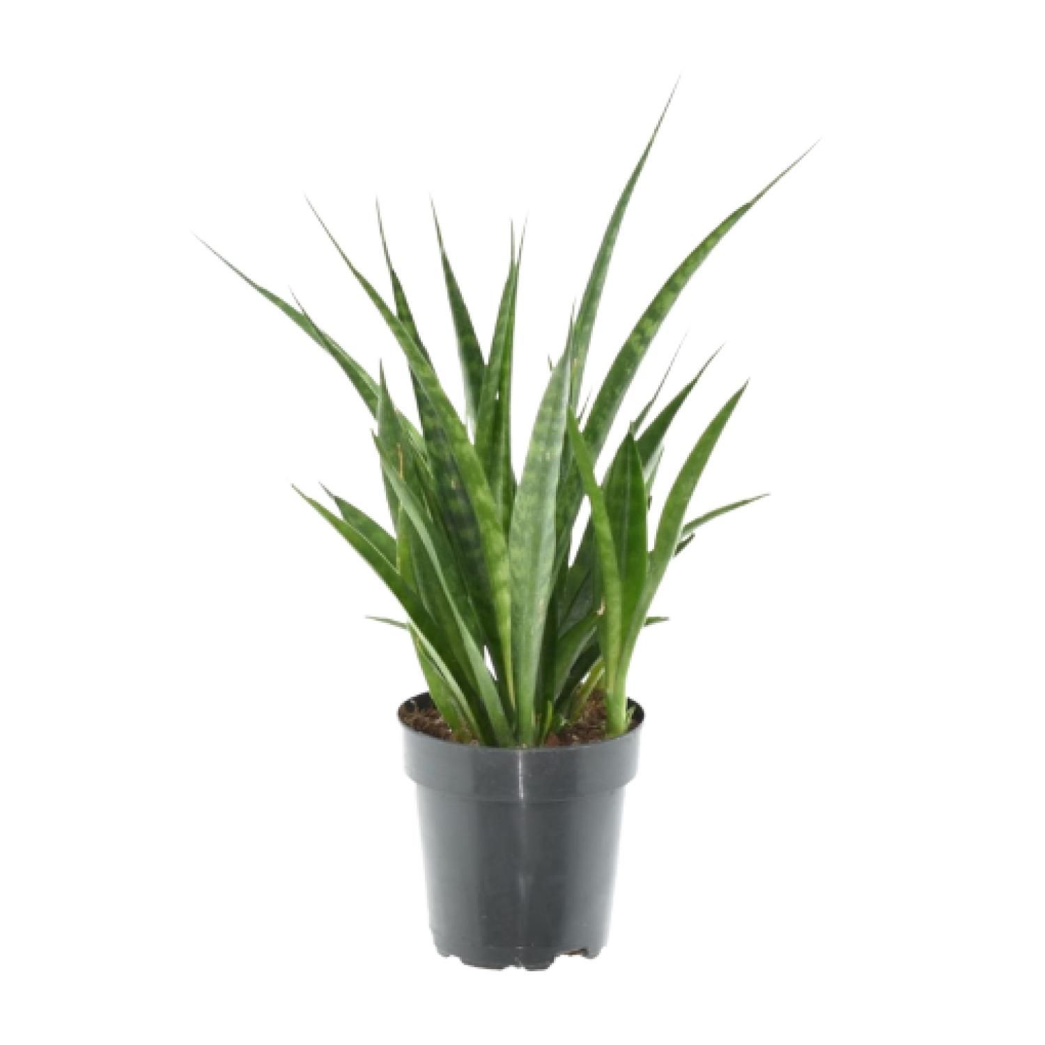 3x Sansevieria Kirkii - 38 cm - ø12 (8721081685260)