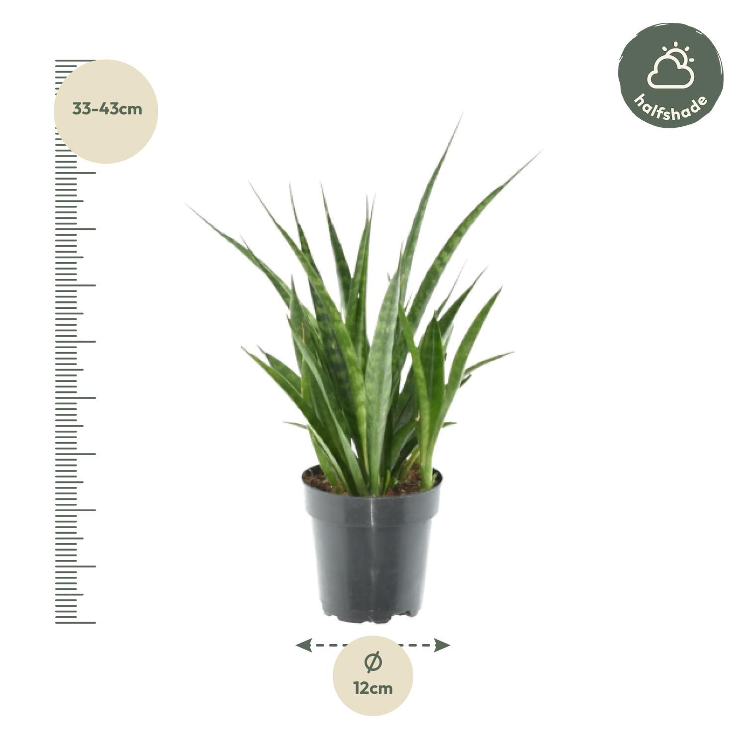 3x Sansevieria Kirkii - 38 cm - ø12 (8721081685260)
