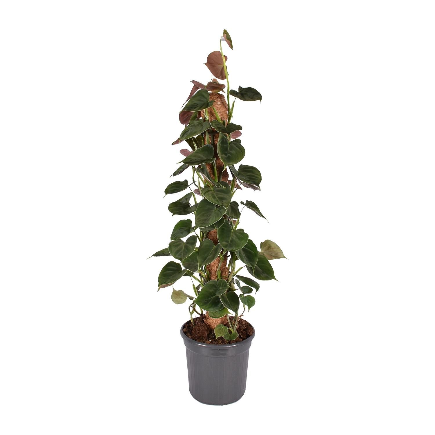 Philodendron Lupinum Mosstok (30053)