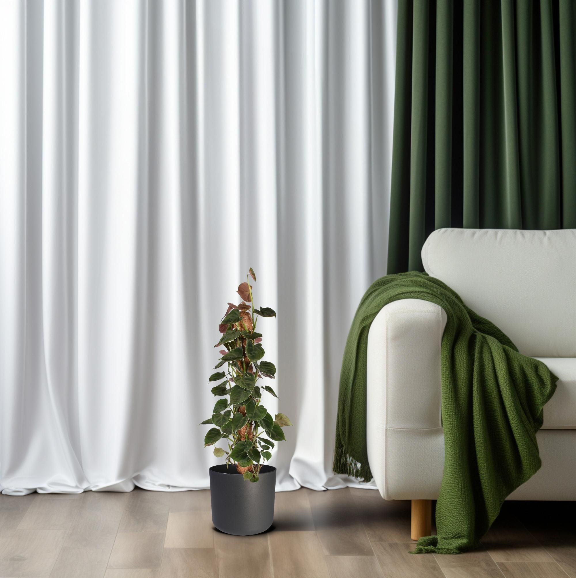 Philodendron Lupinum Mosstok (30053)