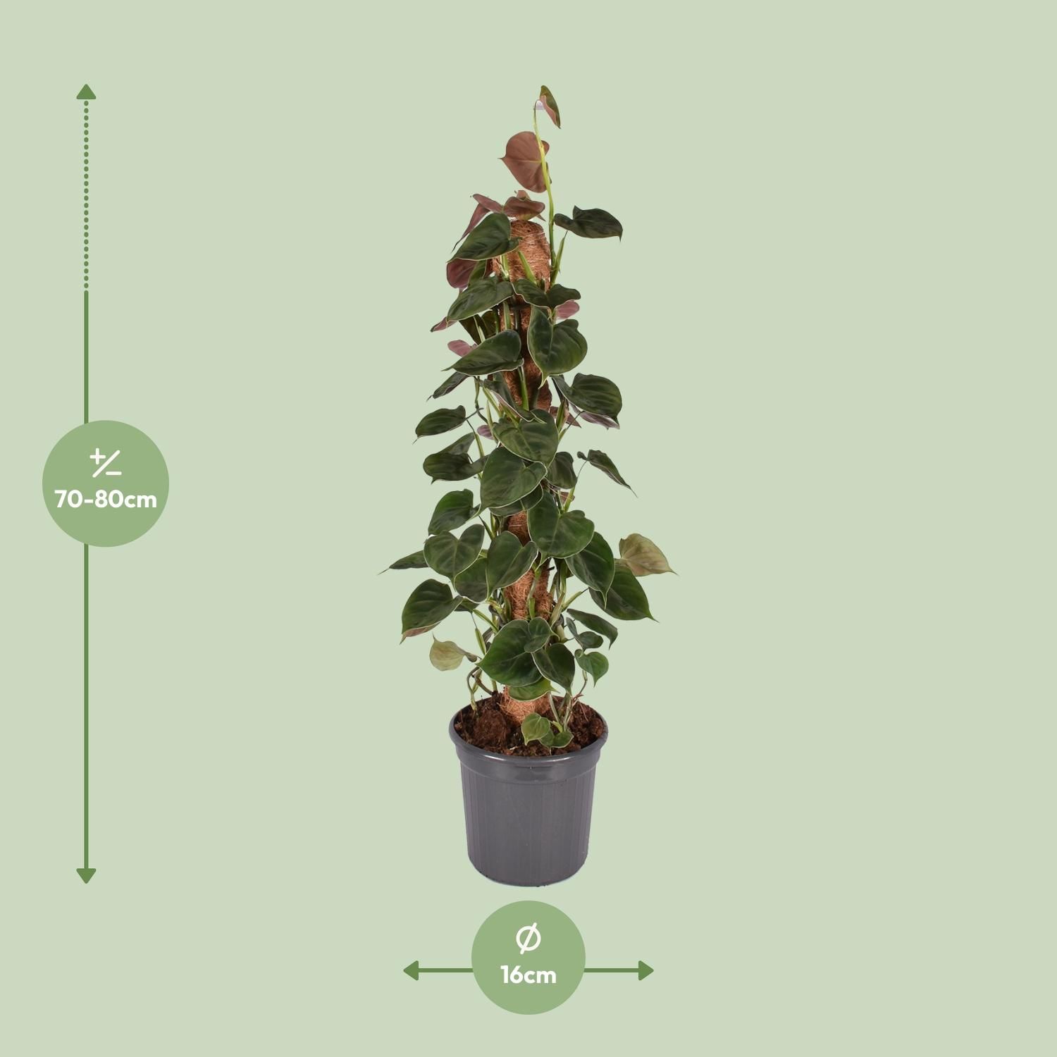 Philodendron Lupinum Mosstok (30053)