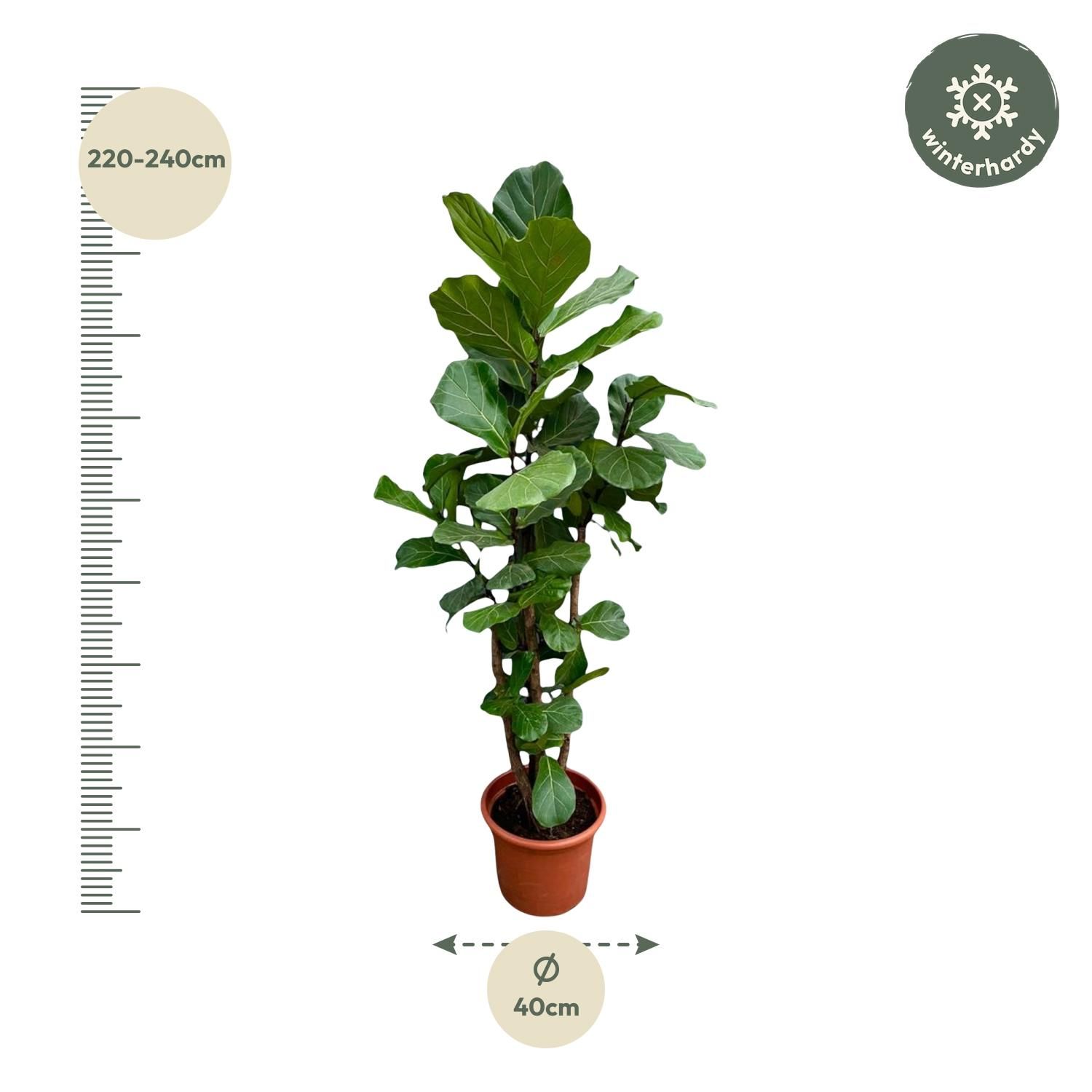 Ficus Lyrata vertakt XXL - 220cm - ø45-50 cm (8721055693512)