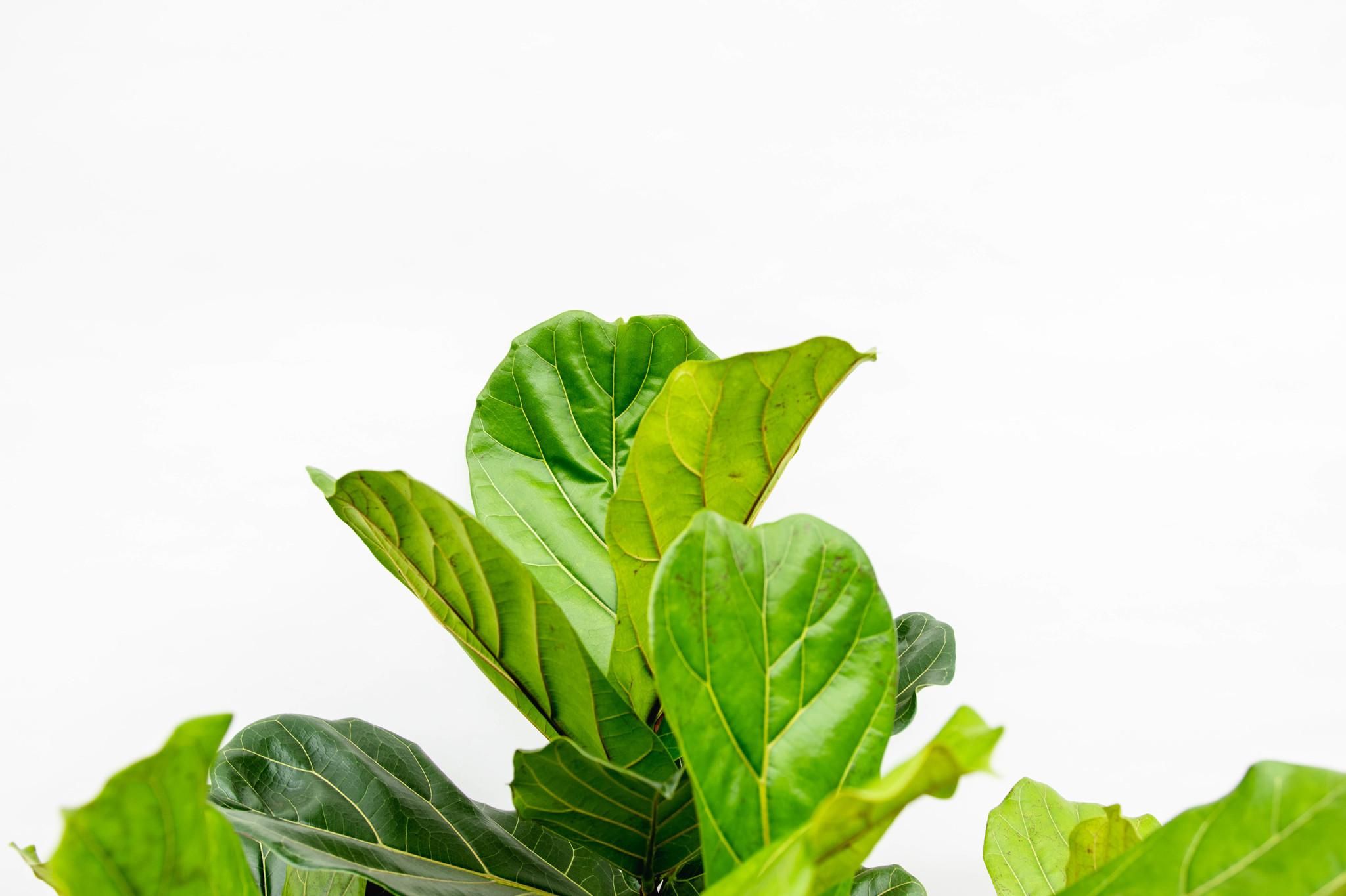 Ficus Lyrata vertakt XXL - 220cm - ø45-50 cm (8721055693512)