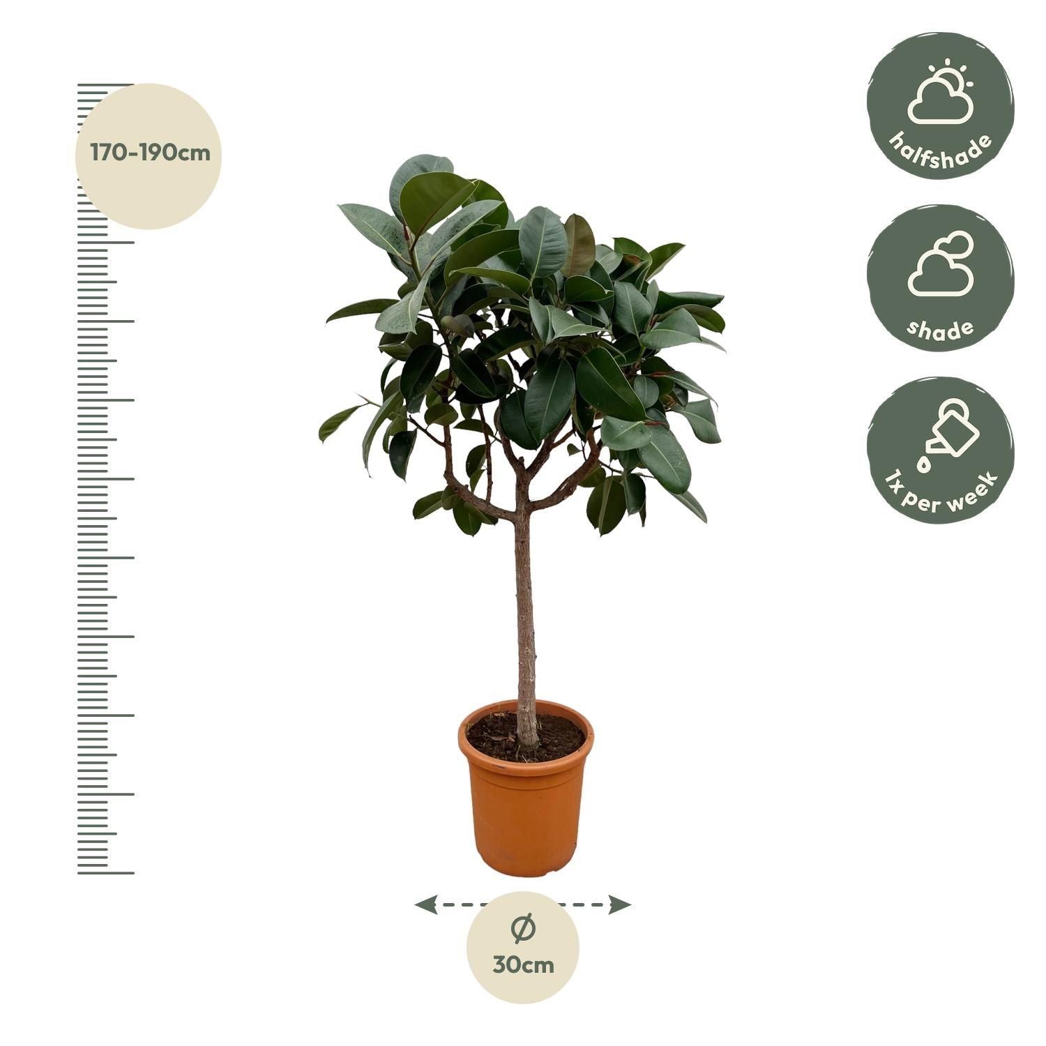 Ficus Elastica Robusta op stam - 190 cm - ø35 (8721055691822)