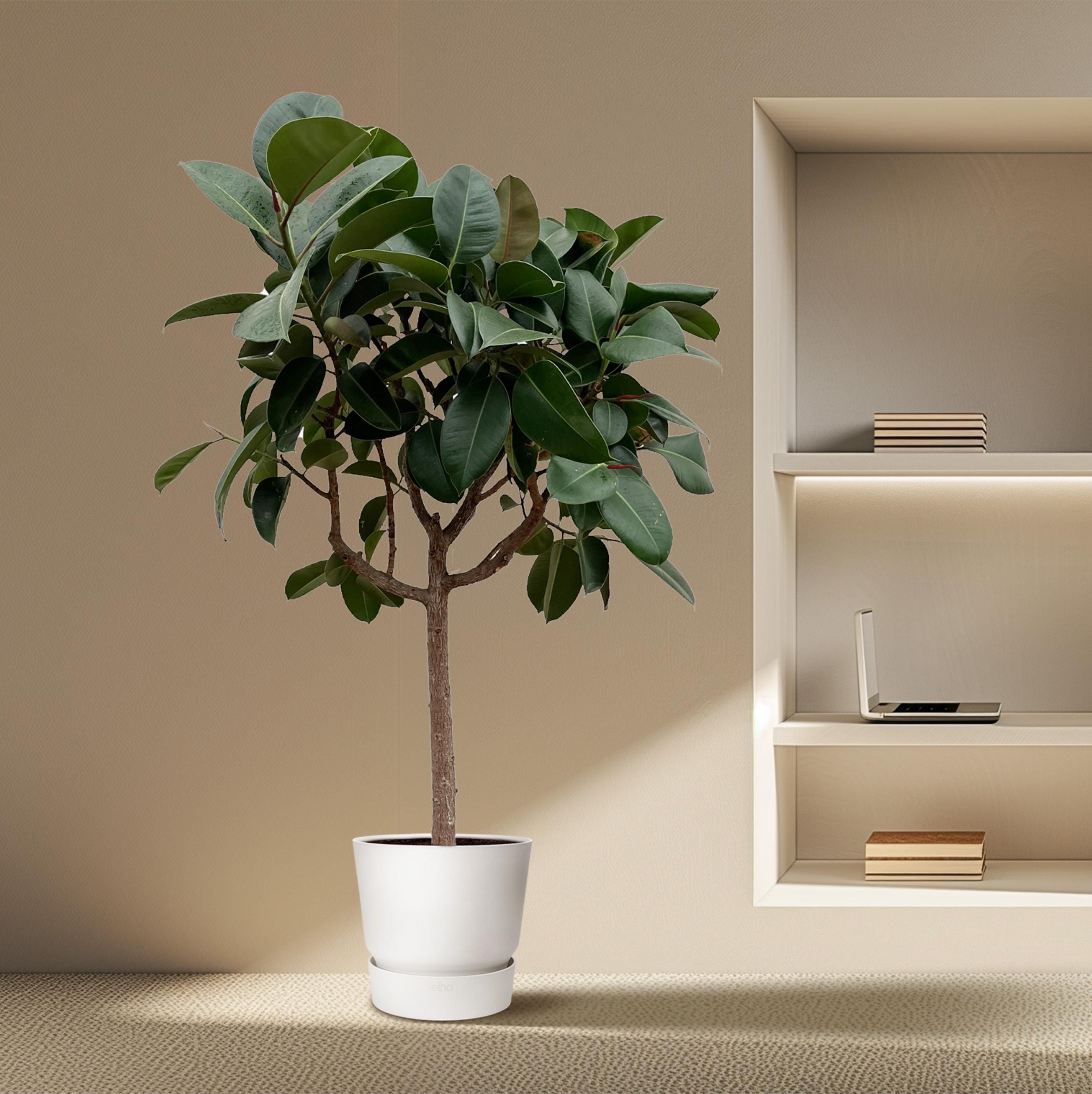 Ficus Elastica Robusta op stam - 190 cm - ø35 (8721055691822)
