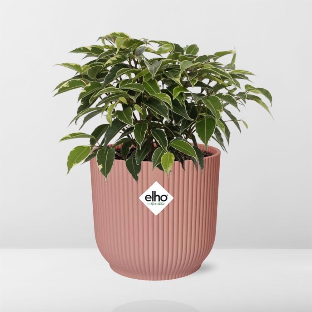 Ficus Benjamina Kinky in ELHO Vibes Fold 14cm roze (21800)