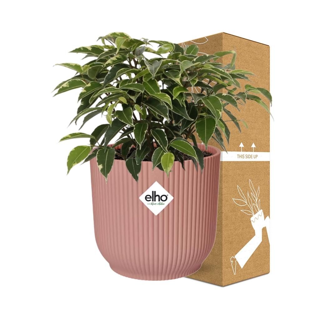 Ficus Benjamina Kinky in ELHO Vibes Fold 14cm roze (21800)
