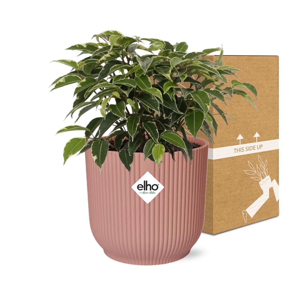 Ficus Benjamina Kinky in ELHO Vibes Fold 14cm roze (21800)