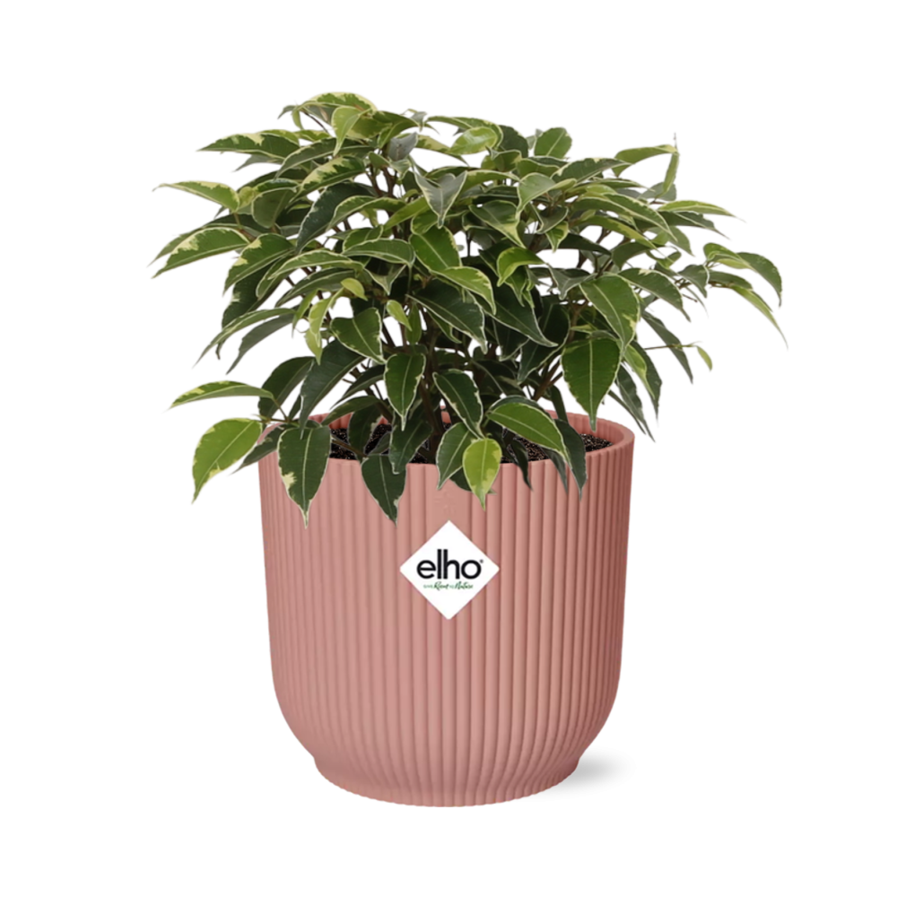 Ficus Benjamina Kinky in ELHO Vibes Fold 14cm roze (21800)