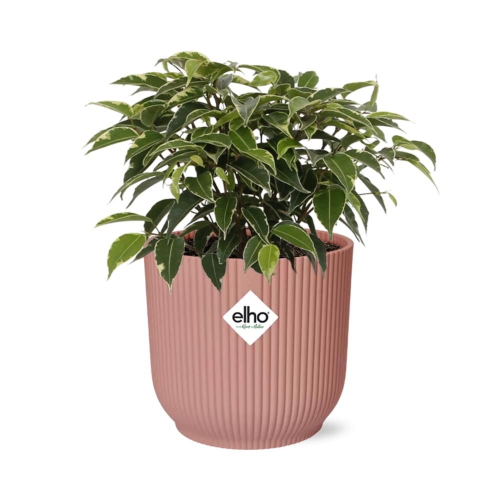 Ficus Benjamina Kinky in ELHO Vibes Fold 14cm roze (21800)
