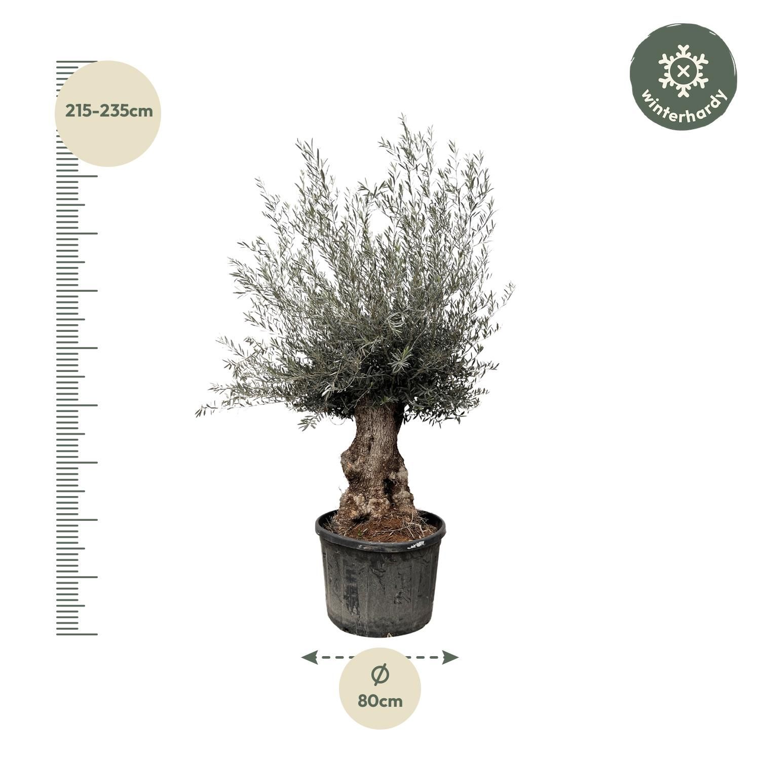 Olea Europaea Bonsai - 270cm- Ø80 (8721055693833)