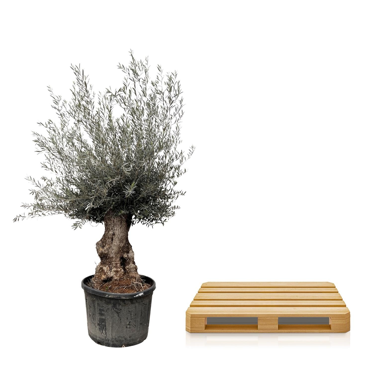 Olea Europaea Bonsai - 270cm- Ø80 (8721055693833)