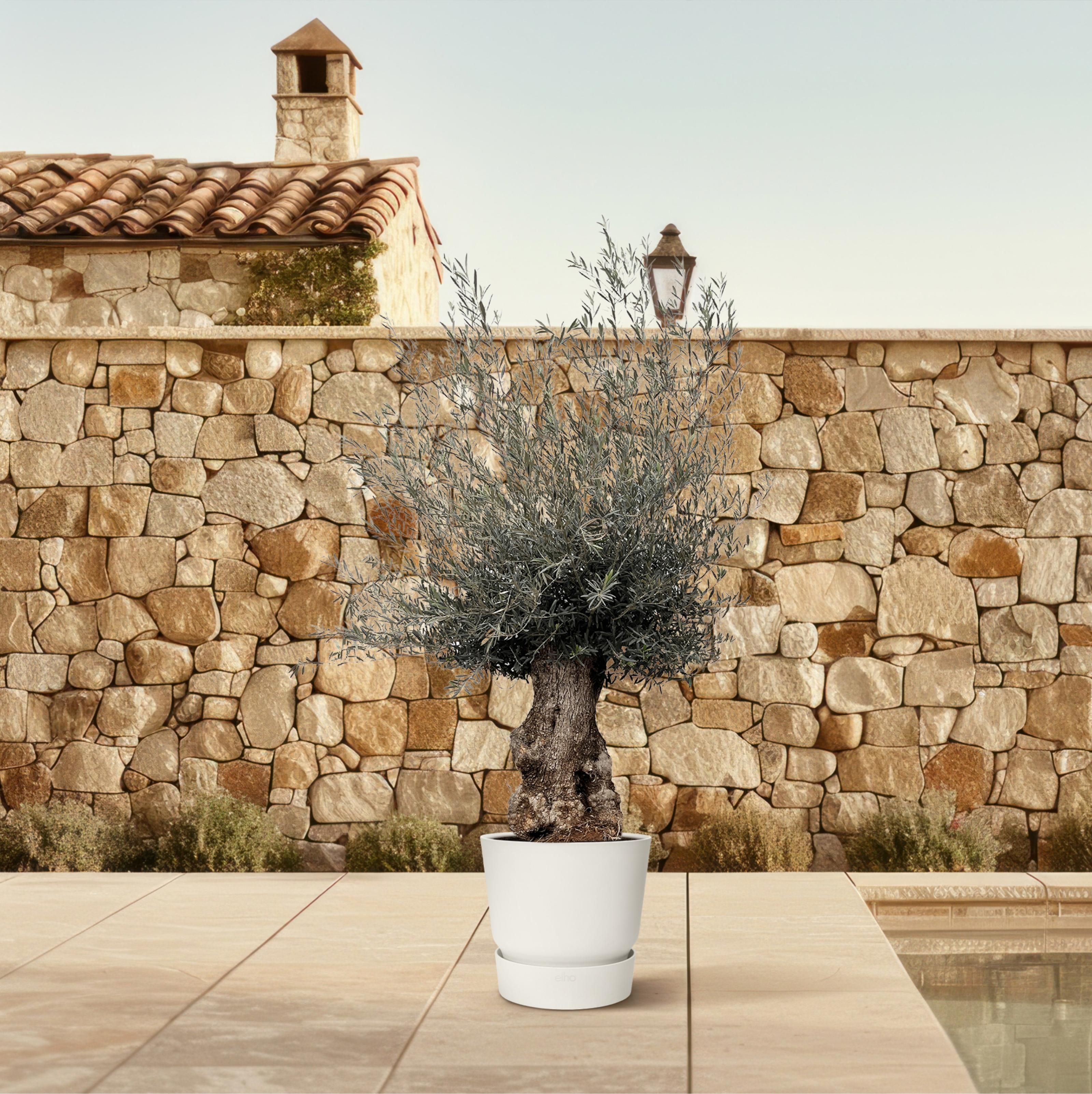 Olea Europaea Bonsai - 270cm- Ø80 (8721055693833)